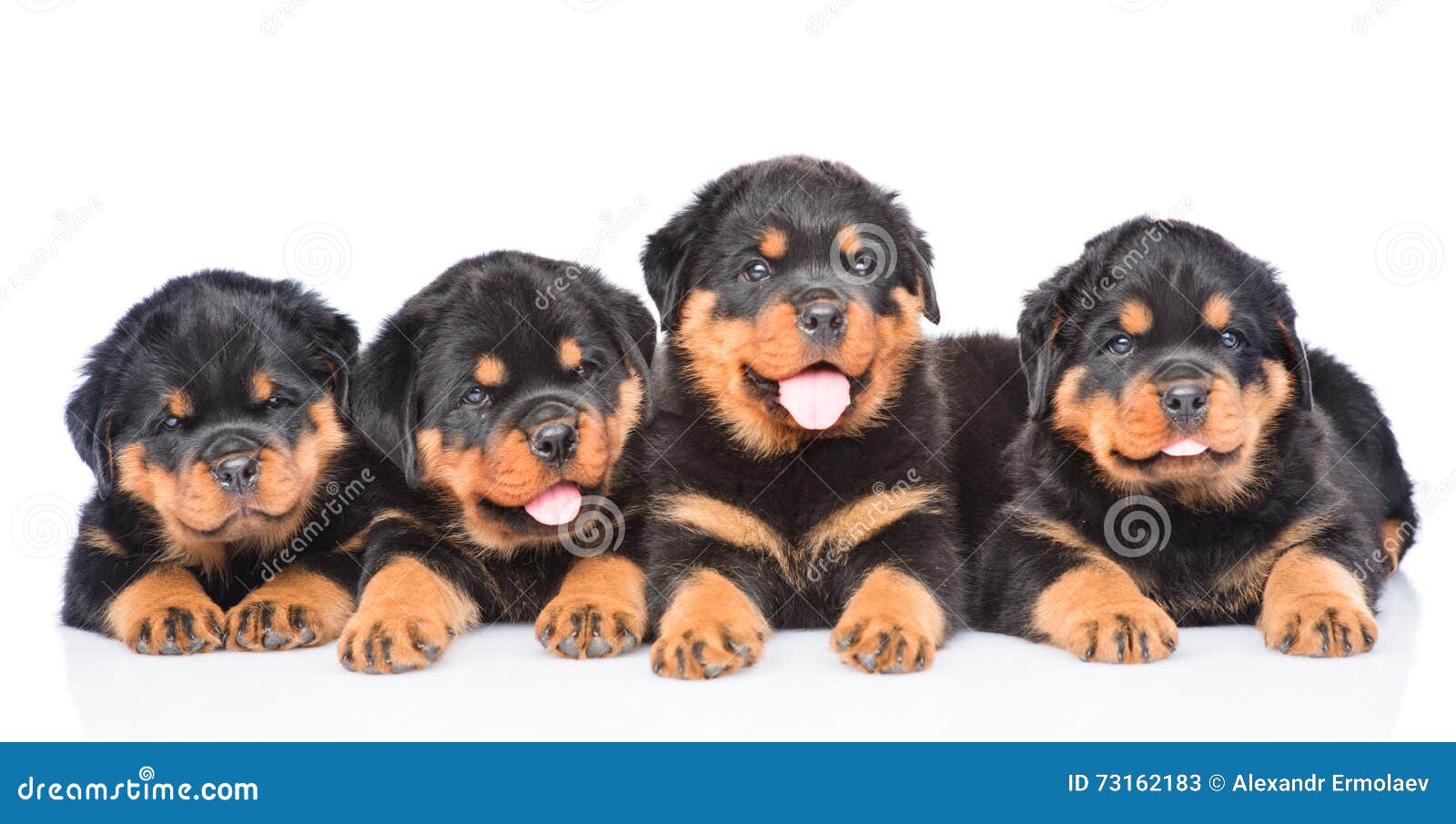 Gruppe Welpen Rottweiler Zusammen Liegend In Der Vorderansicht
