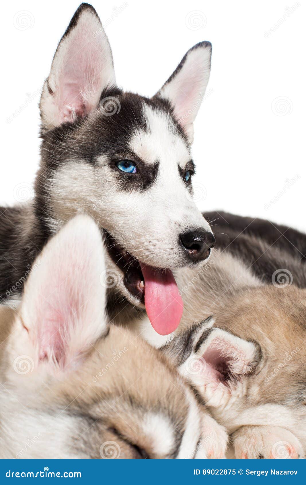 Gruppo Di Cuccioli Felici Del Husky Siberiano Su Bianco Immagine Stock Immagine Di Cestino Grigio