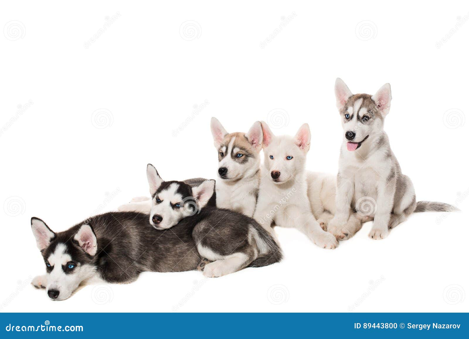Gruppo Di Cuccioli Felici Del Husky Siberiano Su Bianco Fotografia Stock Immagine Di Osservare Pelliccia