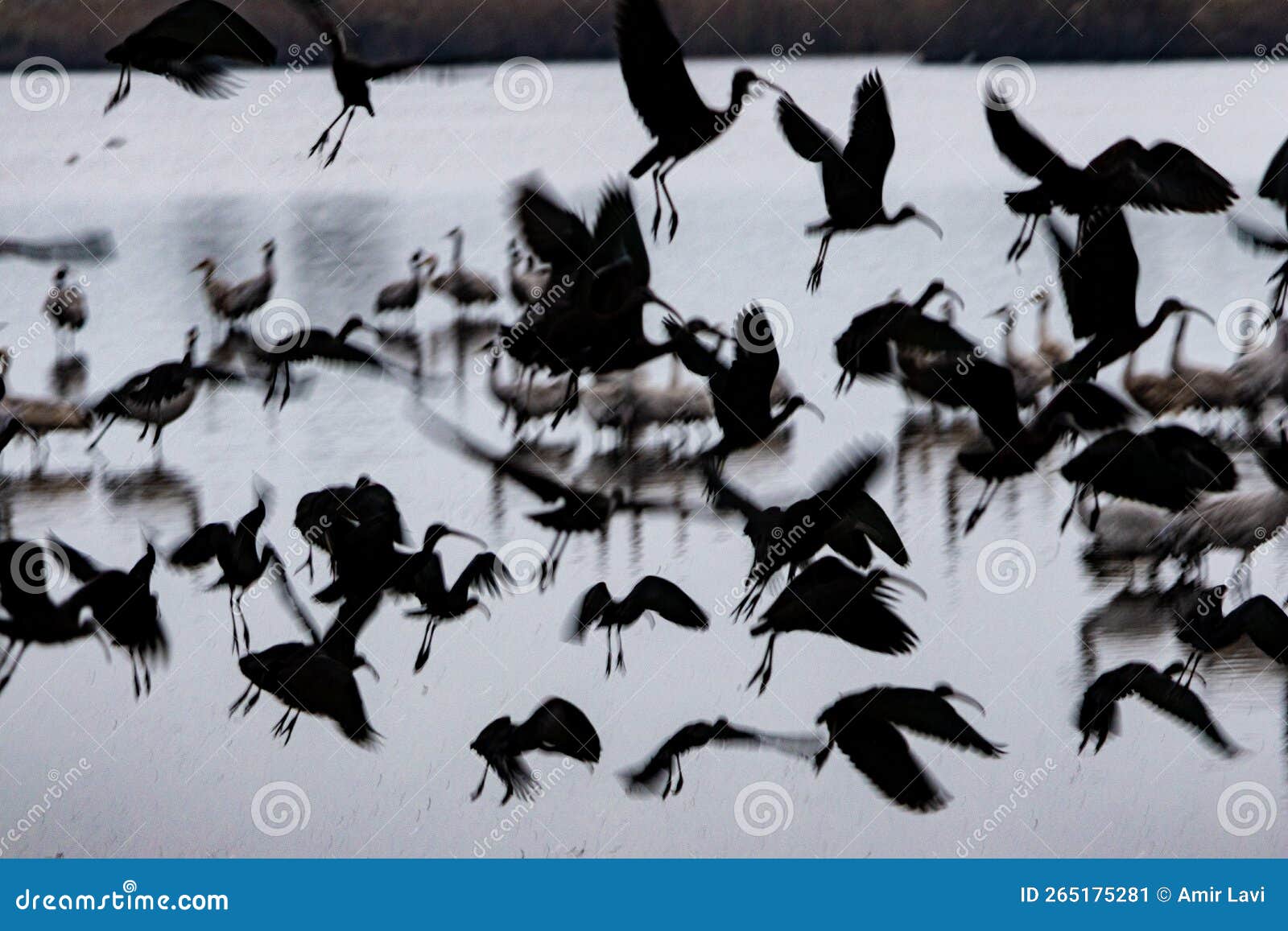 grus at hula valley at dawn