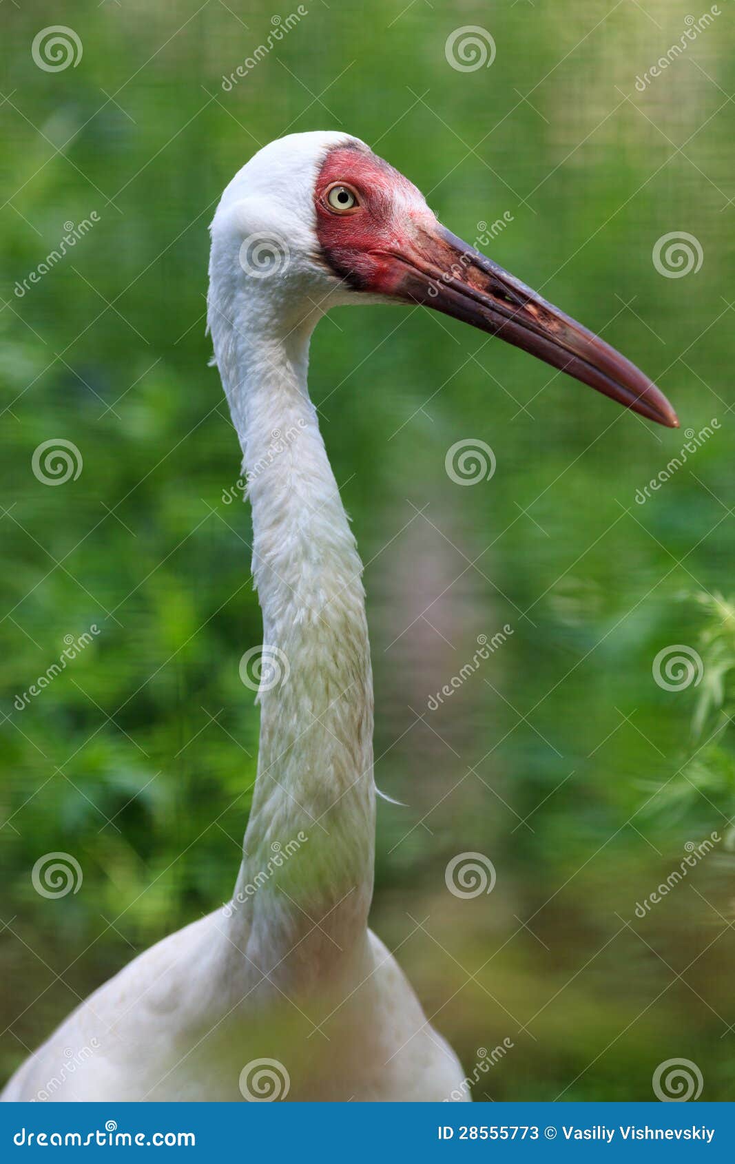 grus leucogeranus, siberian white crane.