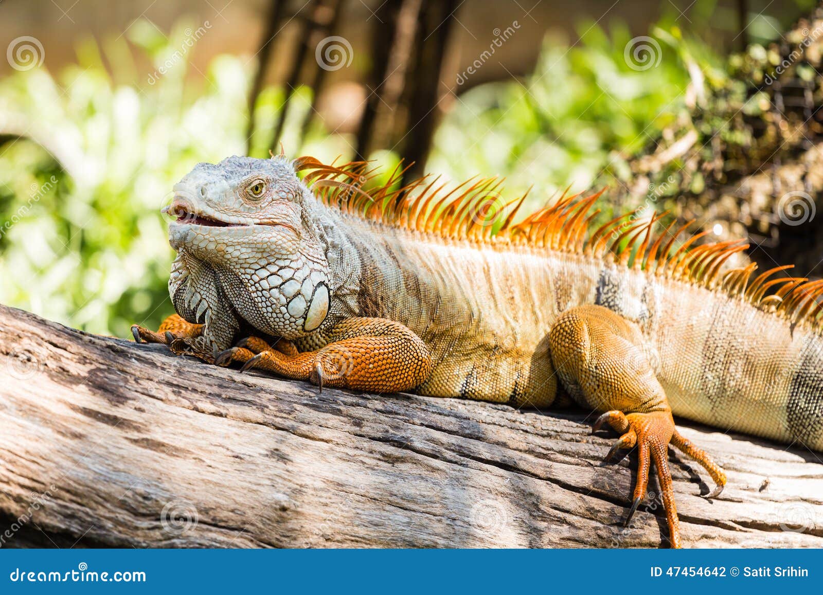 Grön leguan på trä. Närbild av den gröna leguanen på trä