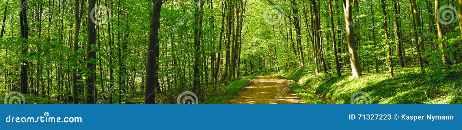 Grön väg för skog. Väg i ett grönt skogpanoramalandskap på våren