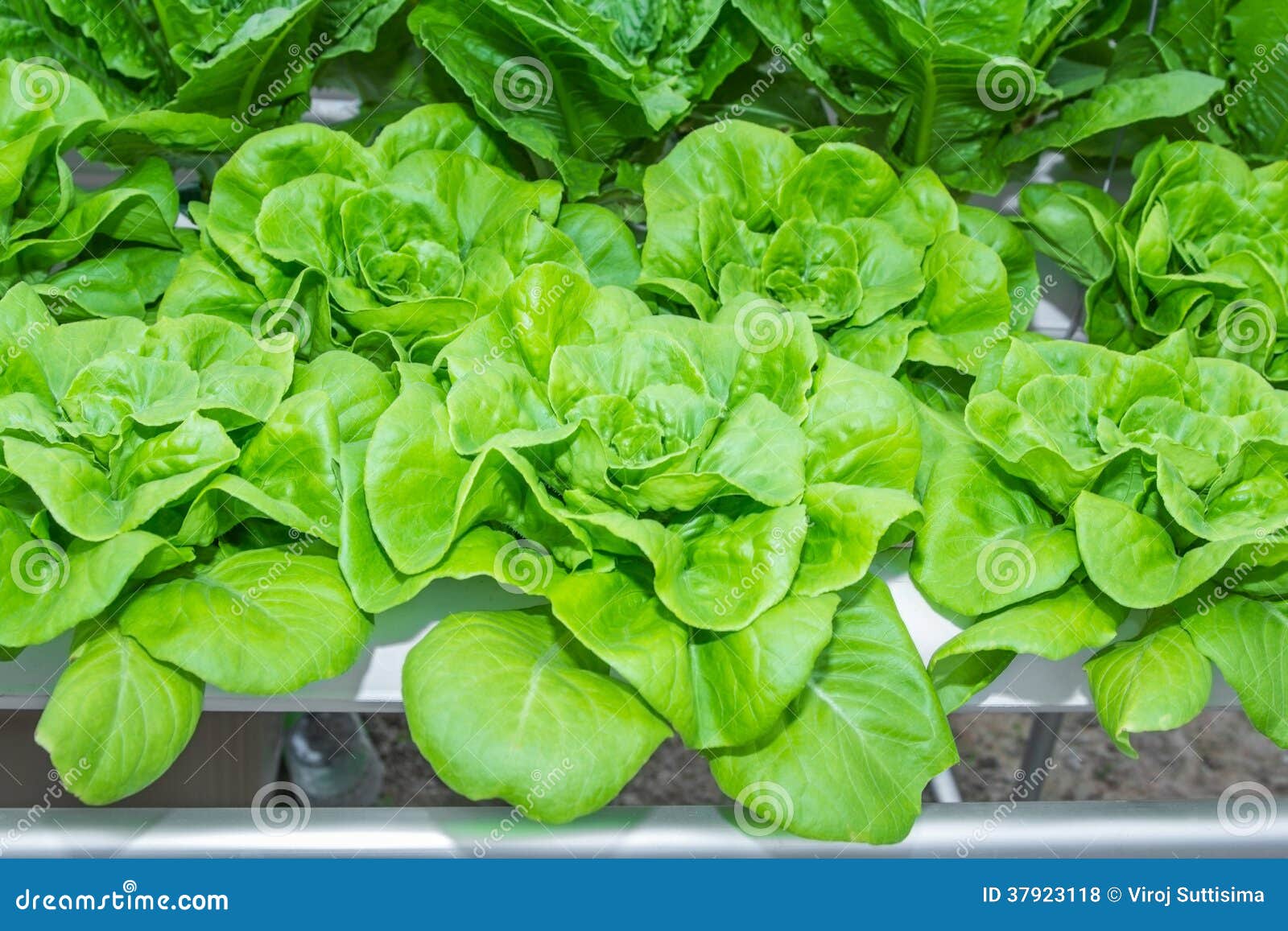 Gröna bindsallatgrönsaker för hydrokultur. Ny Romaine Lettuce grönsak i Hydroponic lantgård.
Grönsallat används oftast för sallader