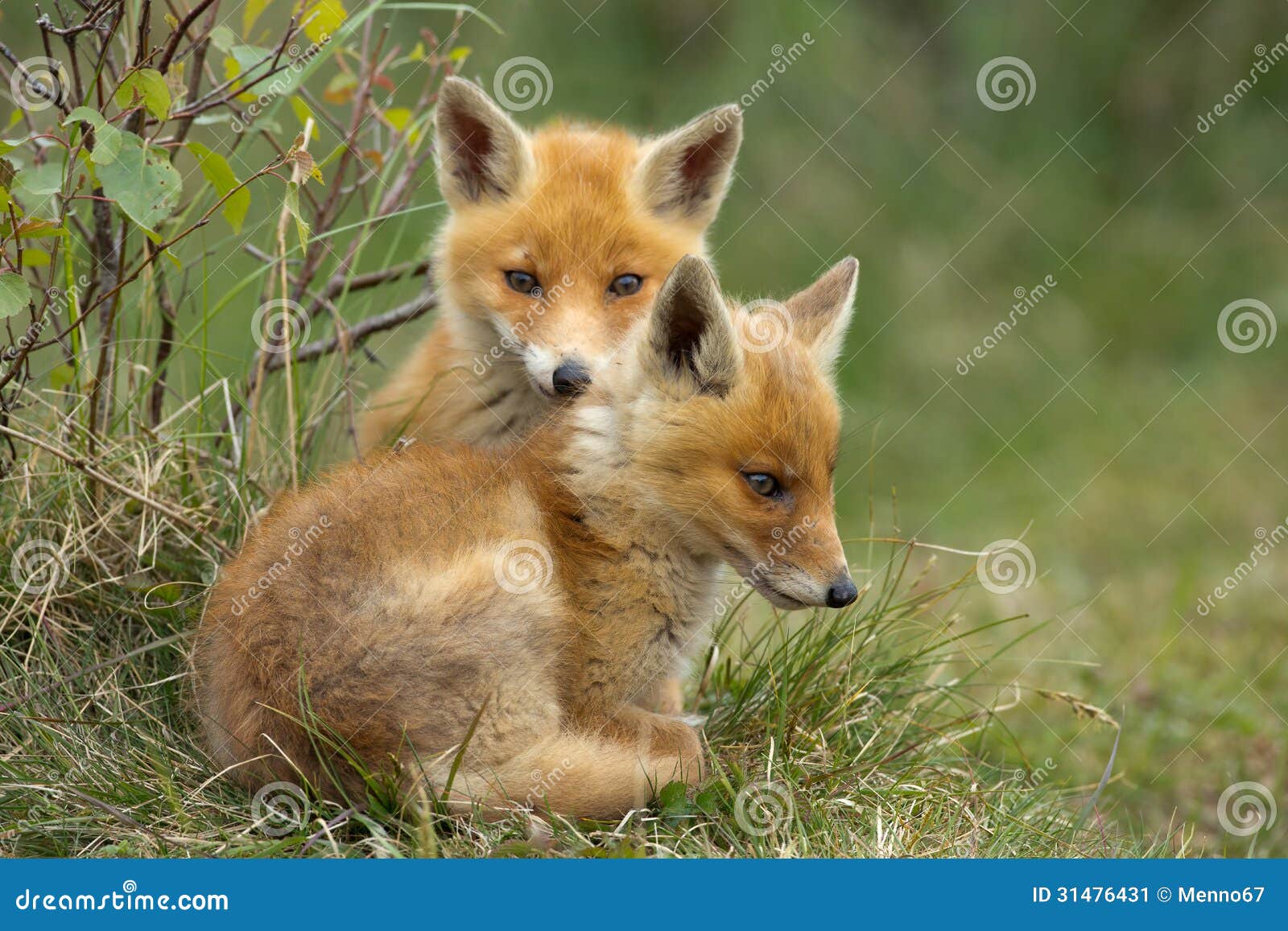 Två gröngölingar för röd räv som tillsammans sitter i gräset