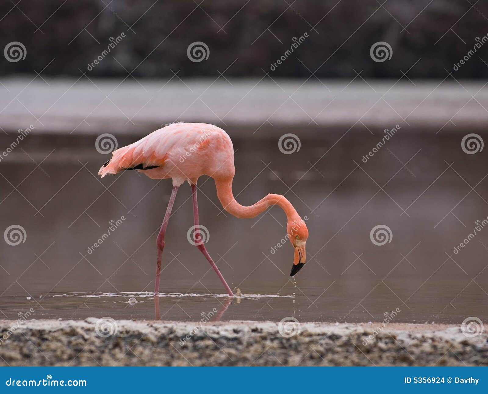 Größerer Flamingo
