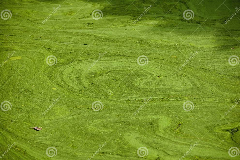 Grüne Algenstreifen Auf Der Oberfläche. Blühen Des Wassers Im Sommer