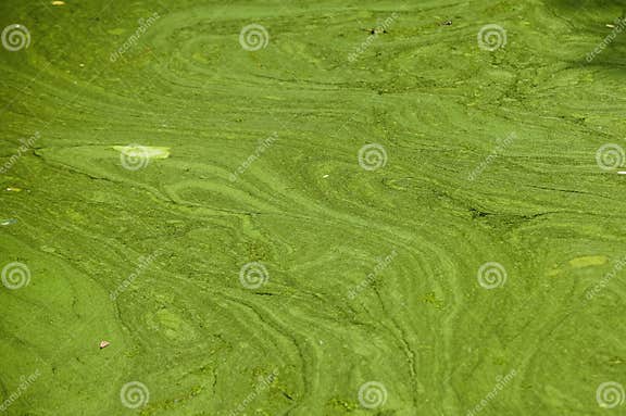 Grüne Algenstreifen Auf Der Wasseroberfläche Wasserblutung Im Sommer