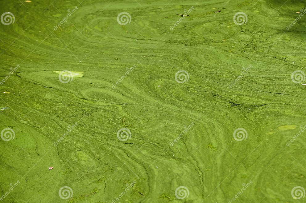 Grüne Algenstreifen Auf Der Wasseroberfläche Wasserblutung Im Sommer