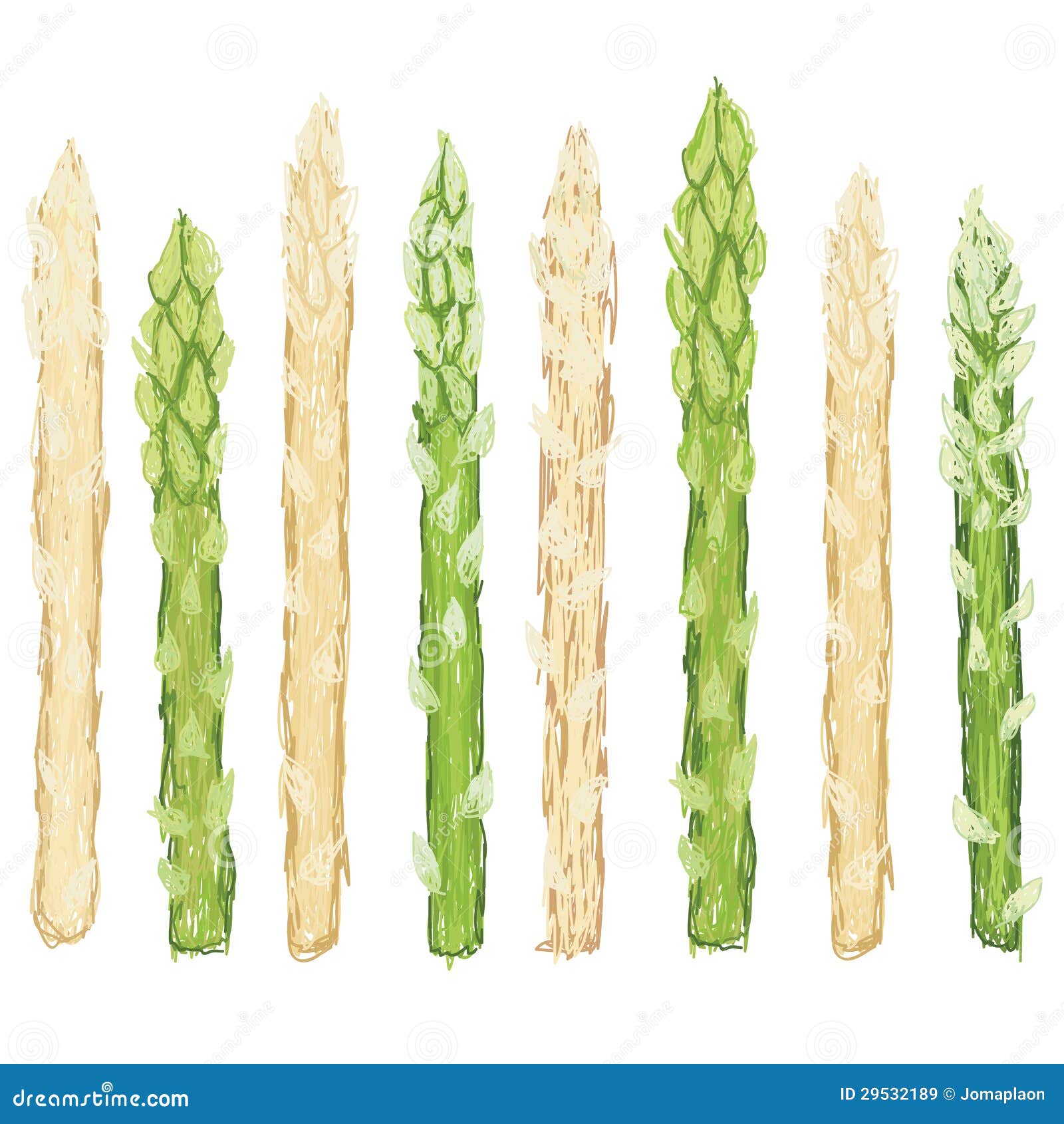 Grüner Und Weißer Spargel Getrennt Stock Abbildung Illustration von