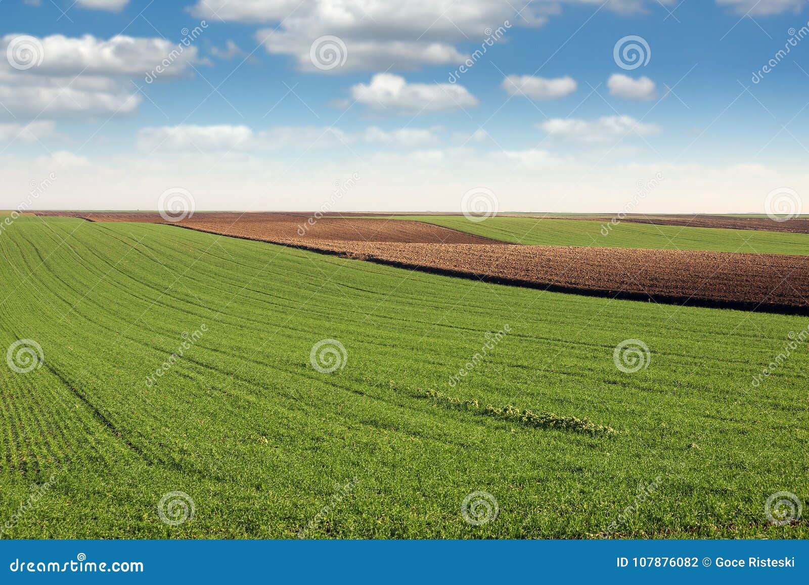 Grüner Weizen und gepflogenes Feld. Grüner Weizen und gepflogene Feldlandwirtschaft