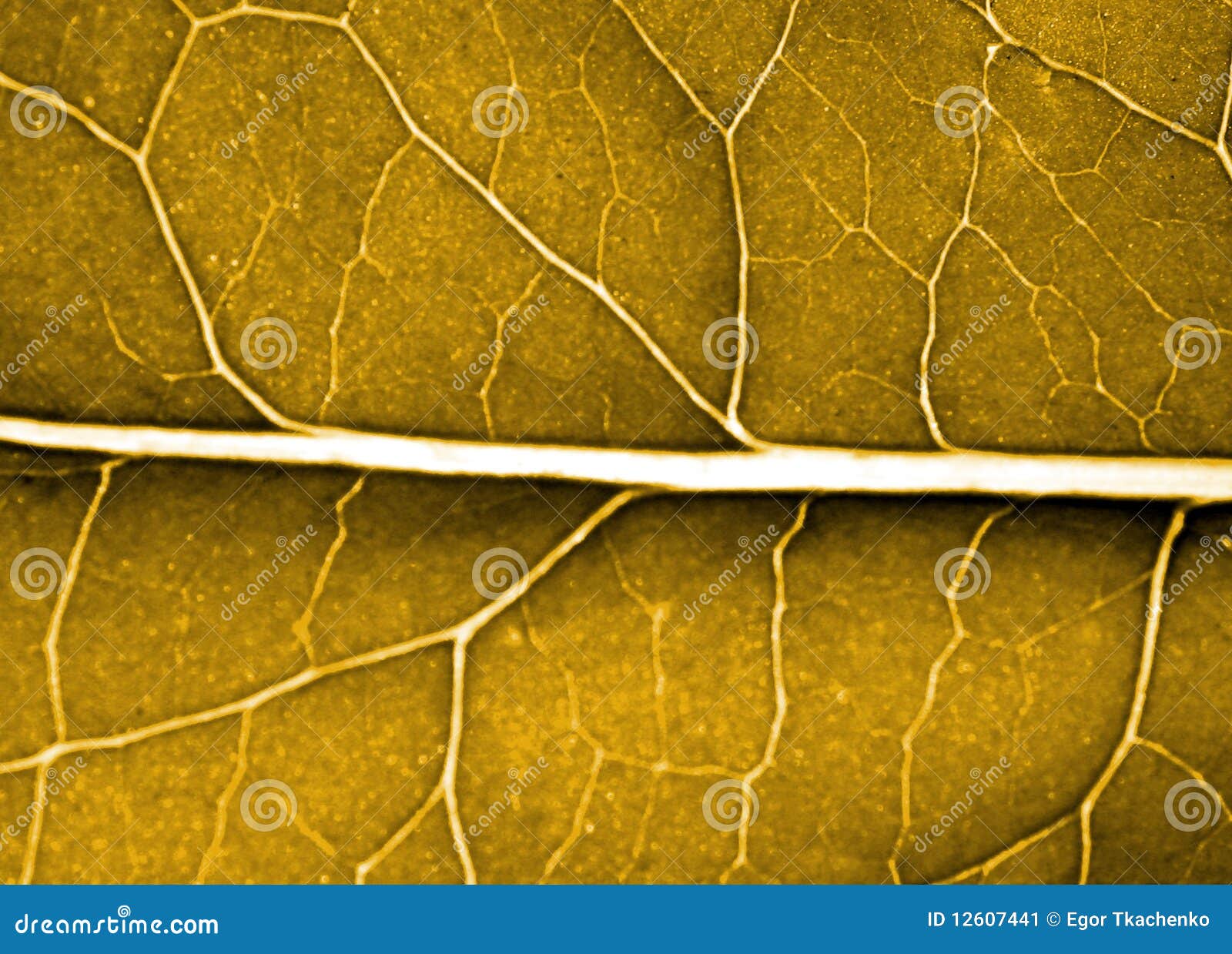 Grünes Blatt des Hintergrundes. Hintergrund von einem schönen grünen Blatt in einem Tageslicht.