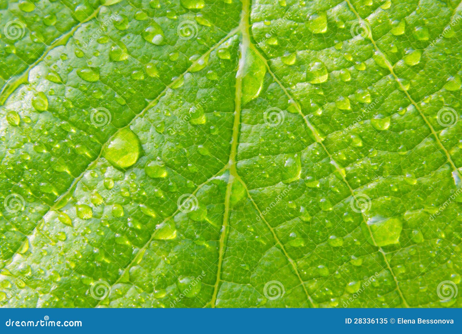 Grünes Blatt mit Wassertropfen schließen oben