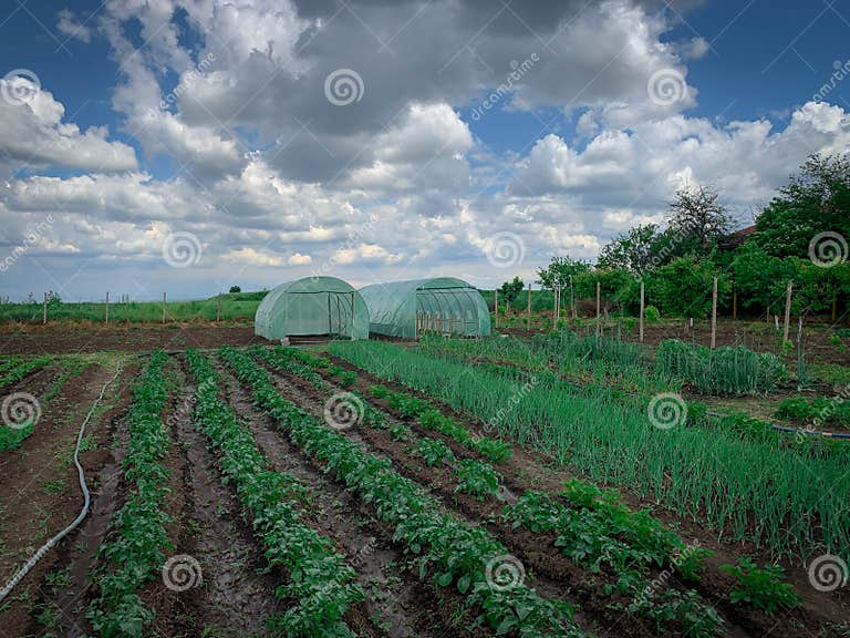 Grünes Feld Der Kartoffel Zwiebel Knoblauch Und Bohnen Pflanzen Im