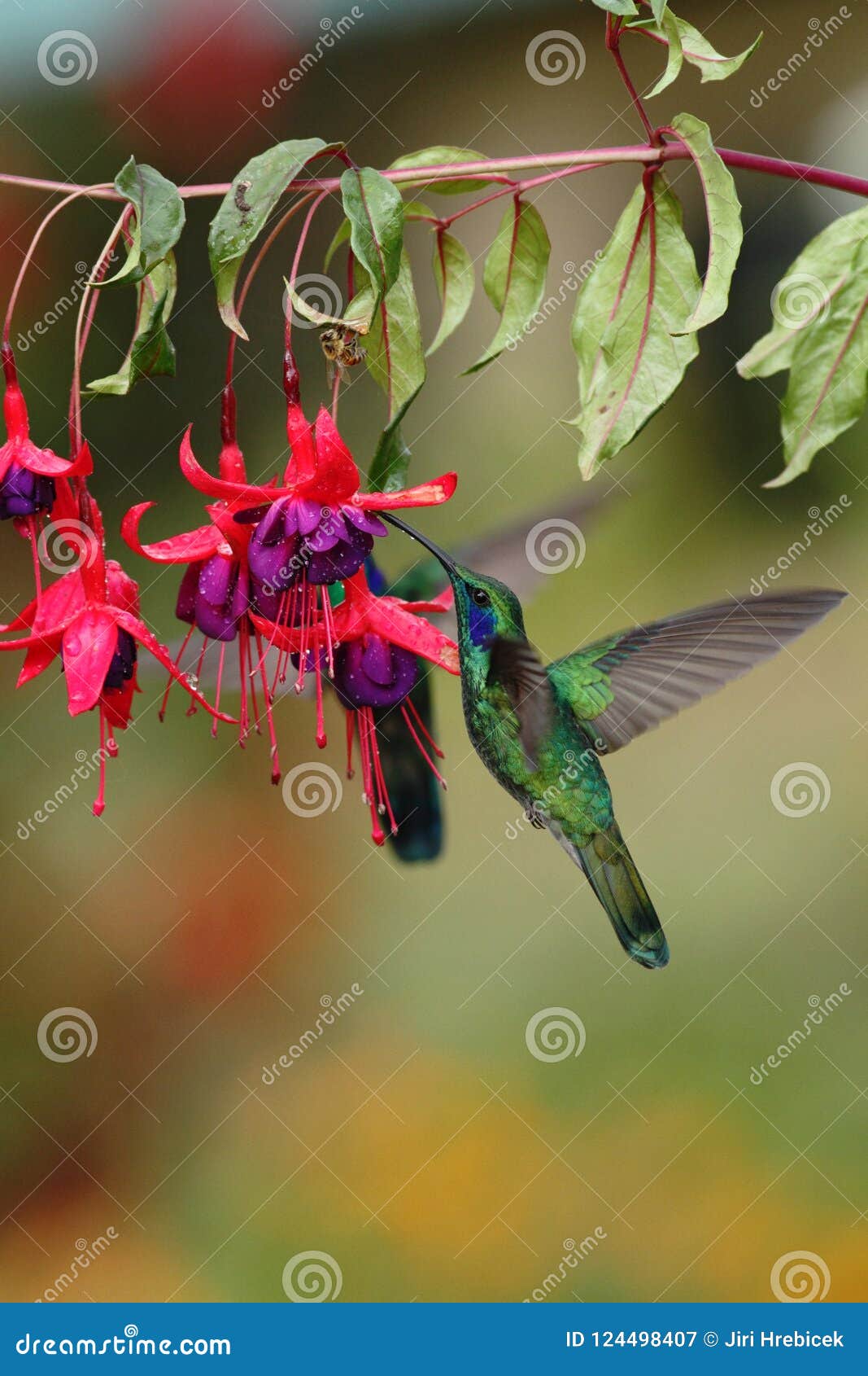 Grünes violetear, Colibri-thalassinus, schwebend nahe bei roter Blume im Garten, Vogel vom Gebirgstropischen Wald, Costa Ri. Grünes violetear, Colibri-thalassinus, schwebend nahe bei roter Blume im Garten, Vogel vom Gebirgstropischen Wald, Savegre, Costa Rica, natürlicher Lebensraum, schöner Kolibri, bunter Hintergrund