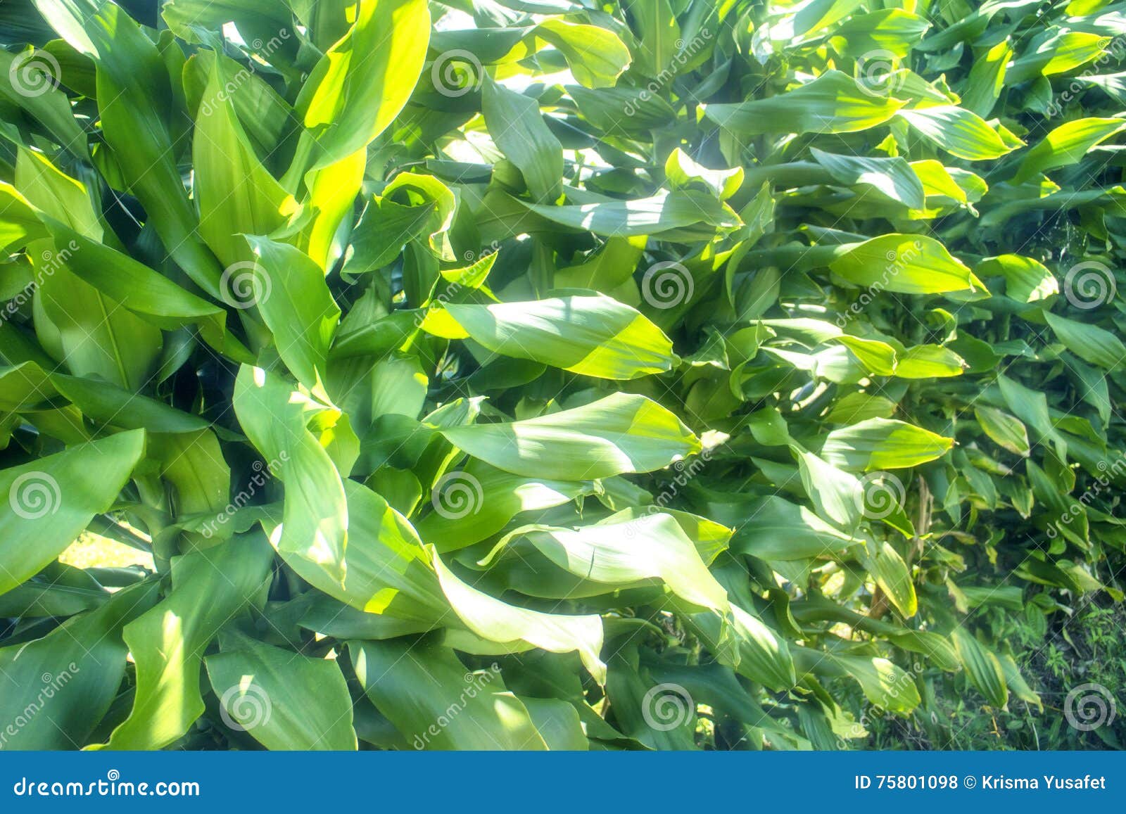 Grünpflanzen am Garten stockfoto. Bild von bäume, riemen 75801098