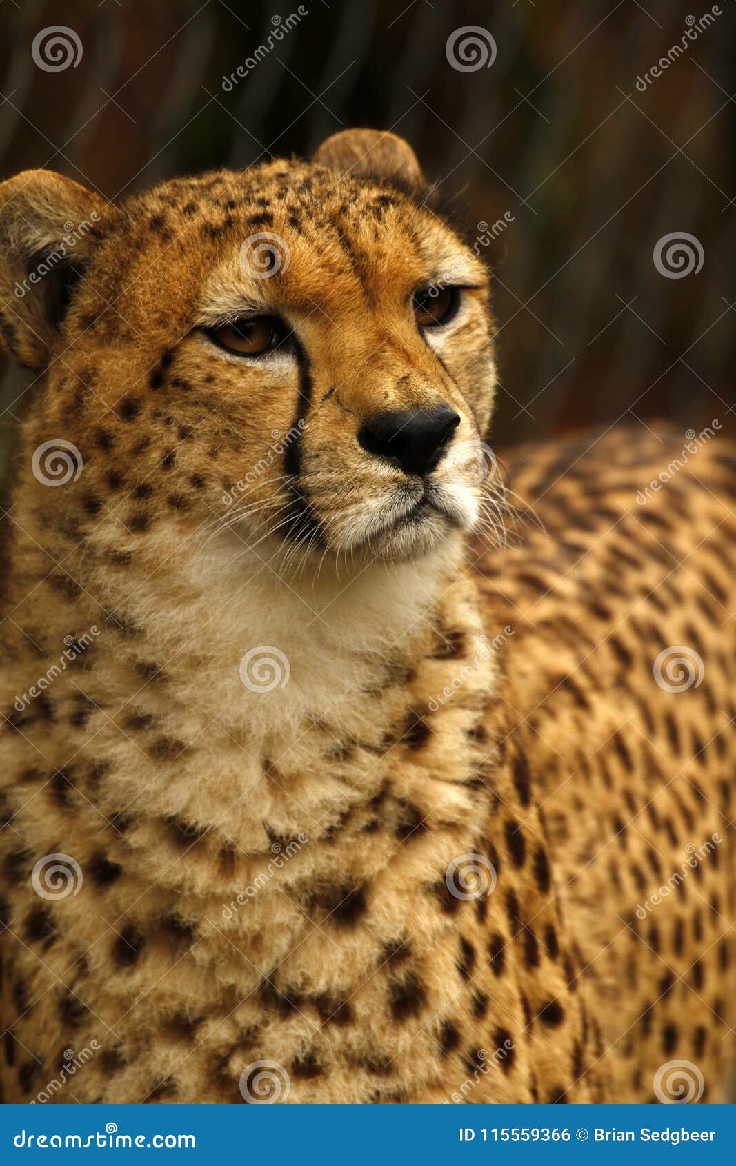 Guepard L Animal Le Plus Rapide Du S Du Monde Photo Stock Image Du Rapide Plus 115559366