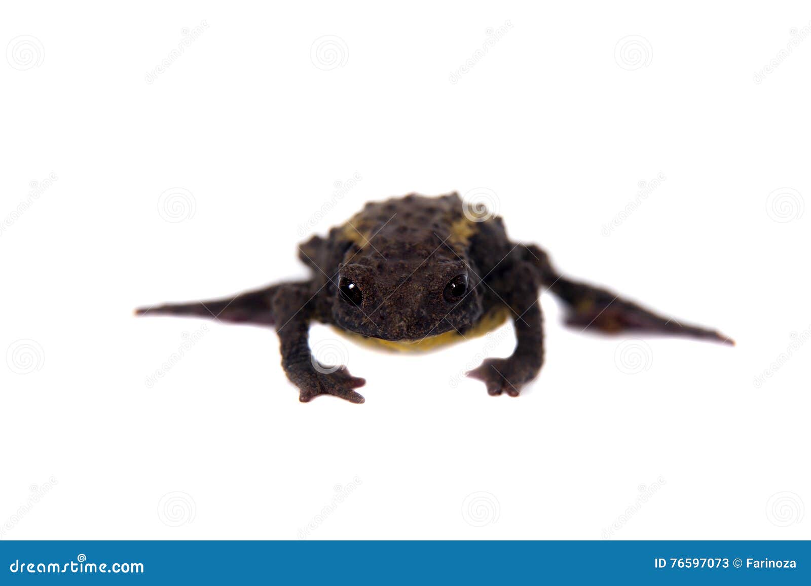 the guacamayo plump toad on white