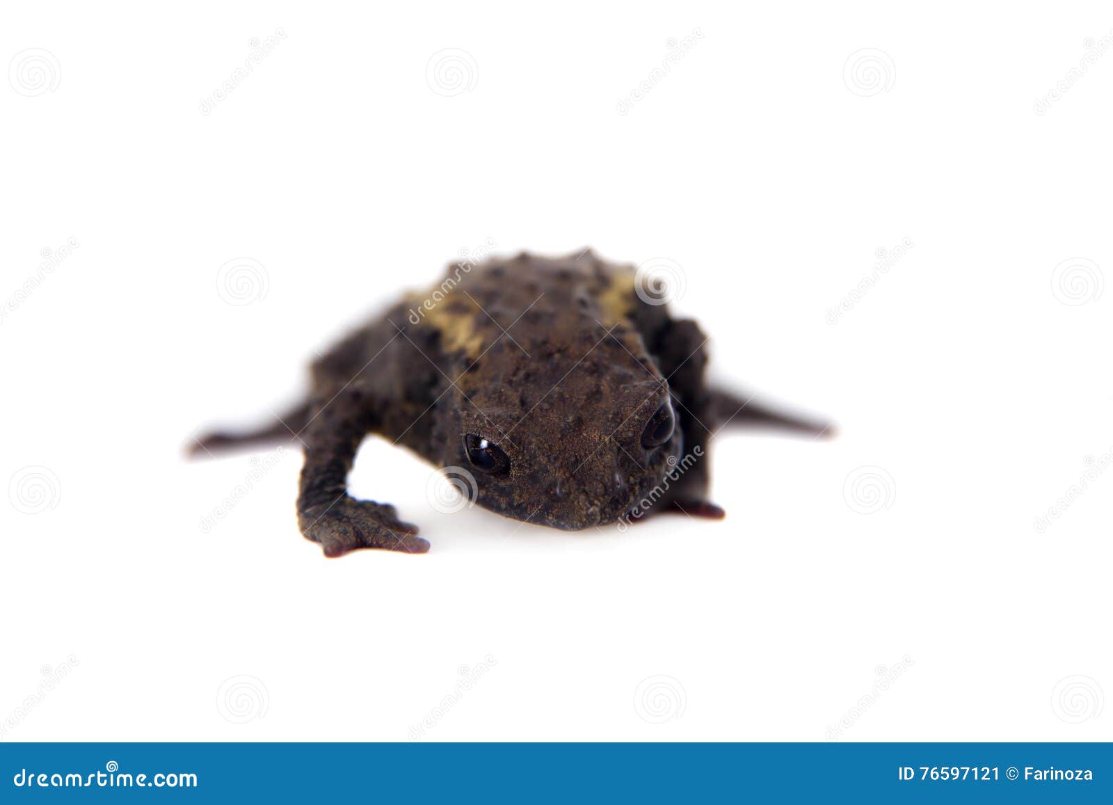 the guacamayo plump toad on white