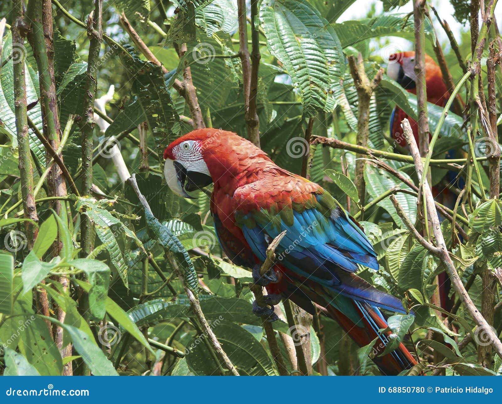 guacamayo red