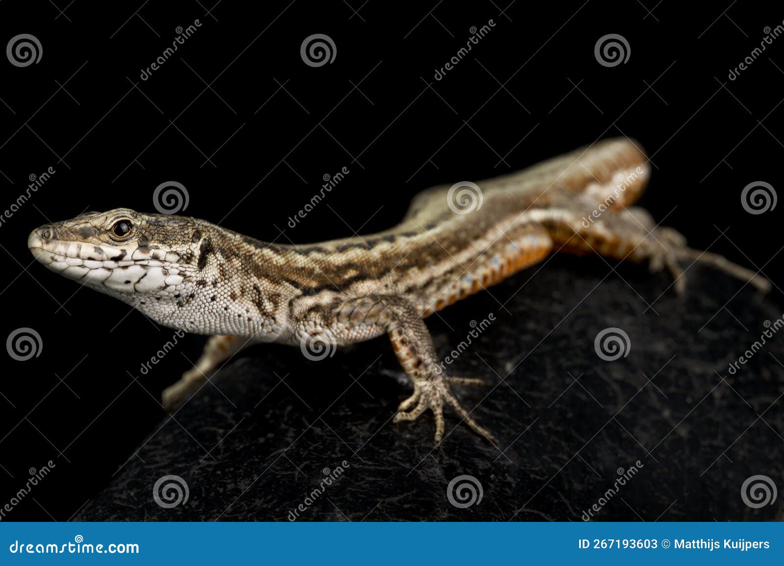 guadarrama wall lizard podarcis guadarramae female