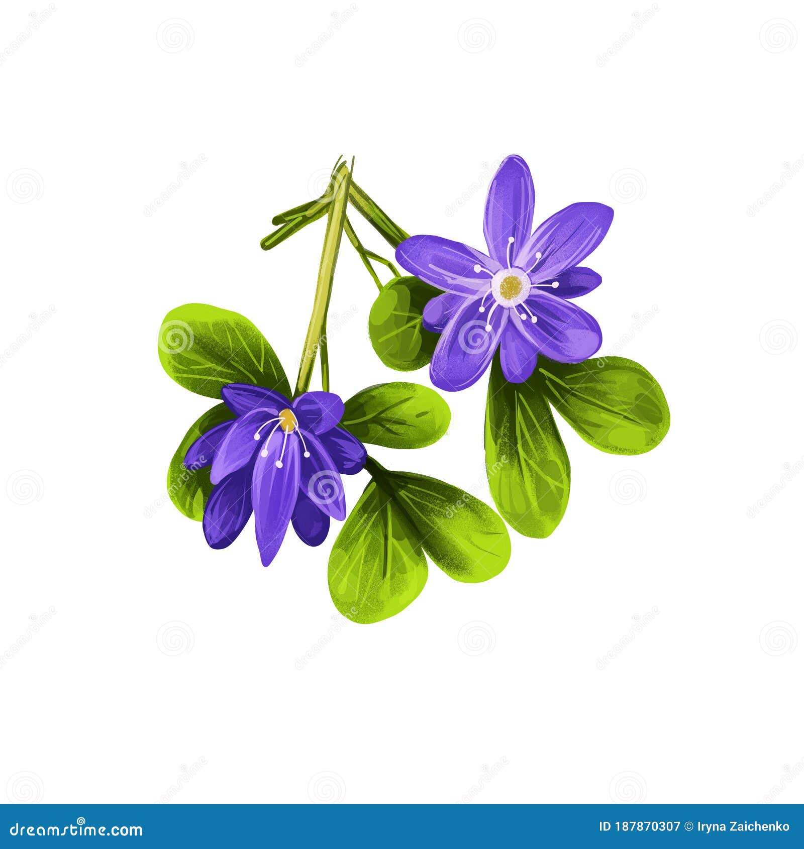 guaiacum digital art   on white. lignum-vitae, guayacan, or ga ac, blue flowers and green leaves. herb with