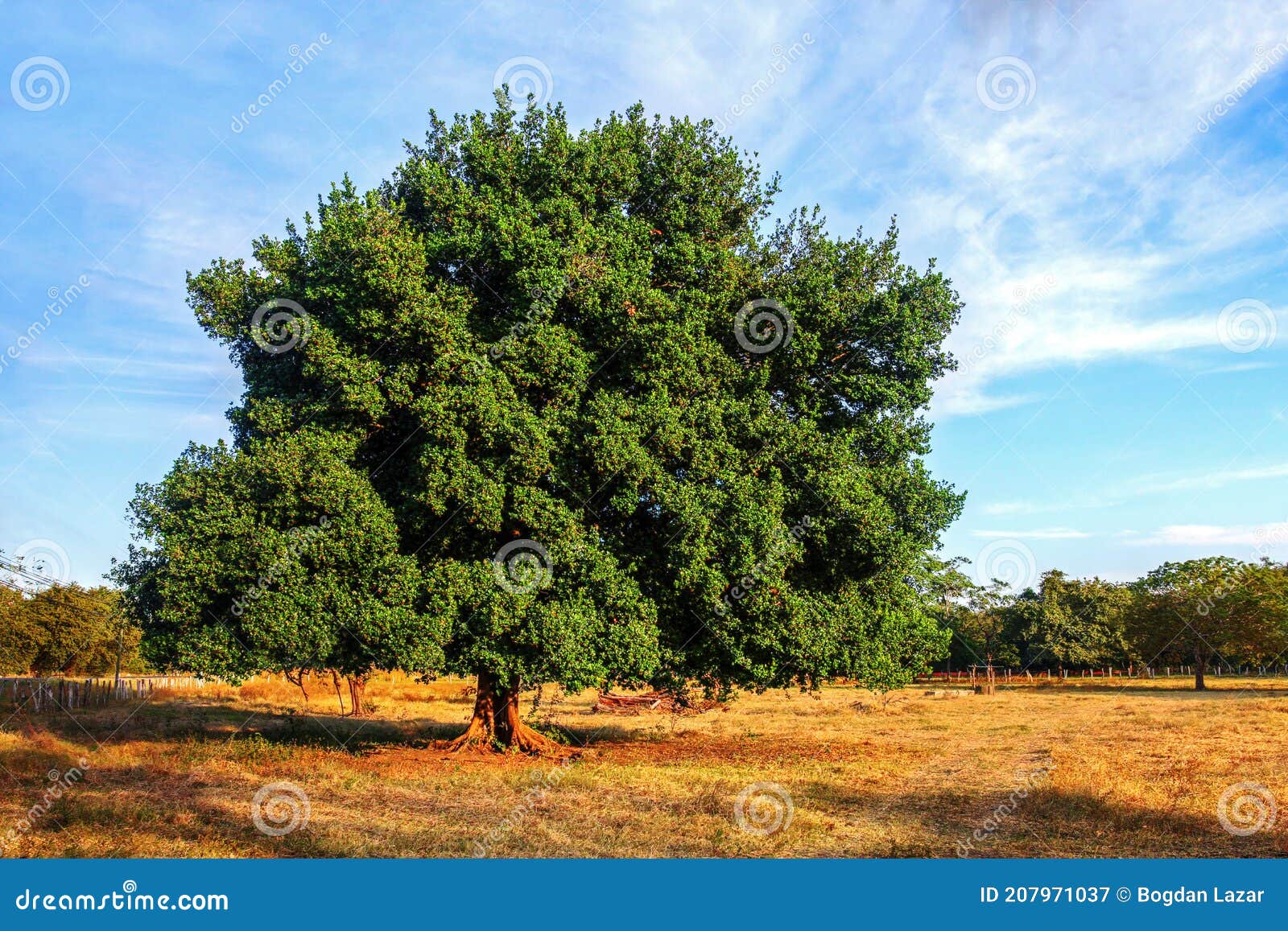 guanacaste tree, costa rica