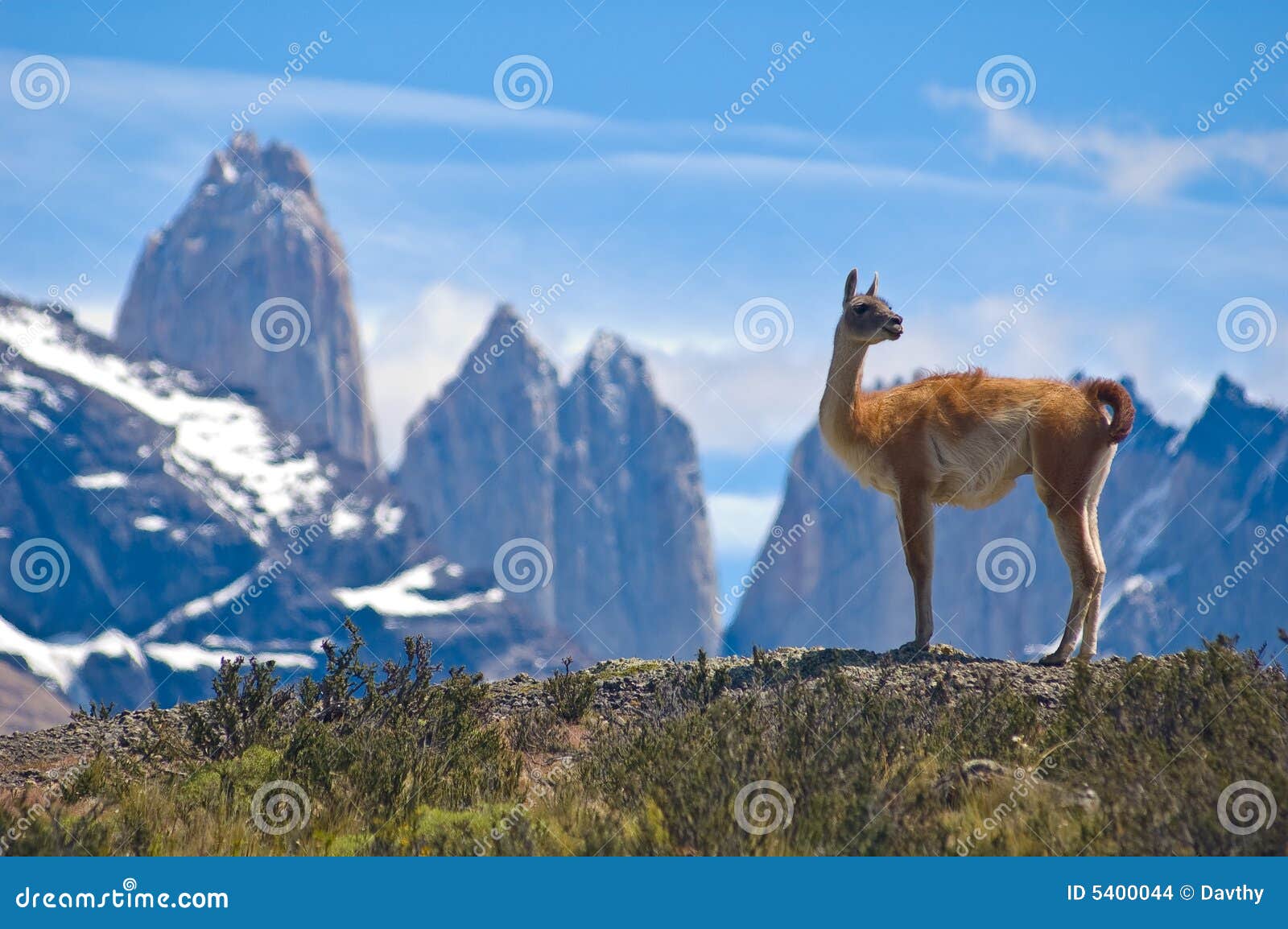 Guanaco (lama Guanicoe) que admira los Andes. Parque nacional de Torres del Paine, Patagonia, Chile.