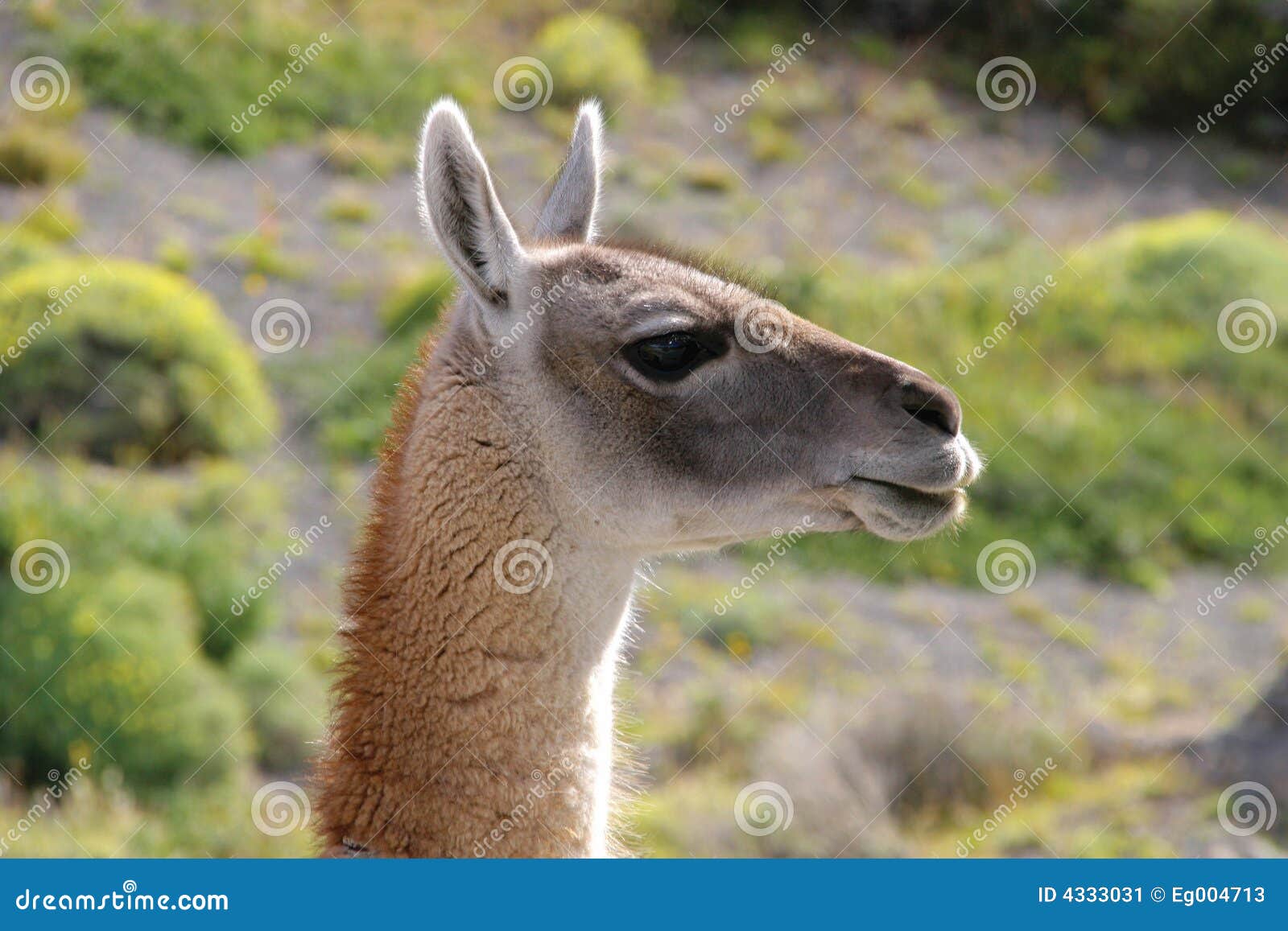 guanaco in national park torres del paine