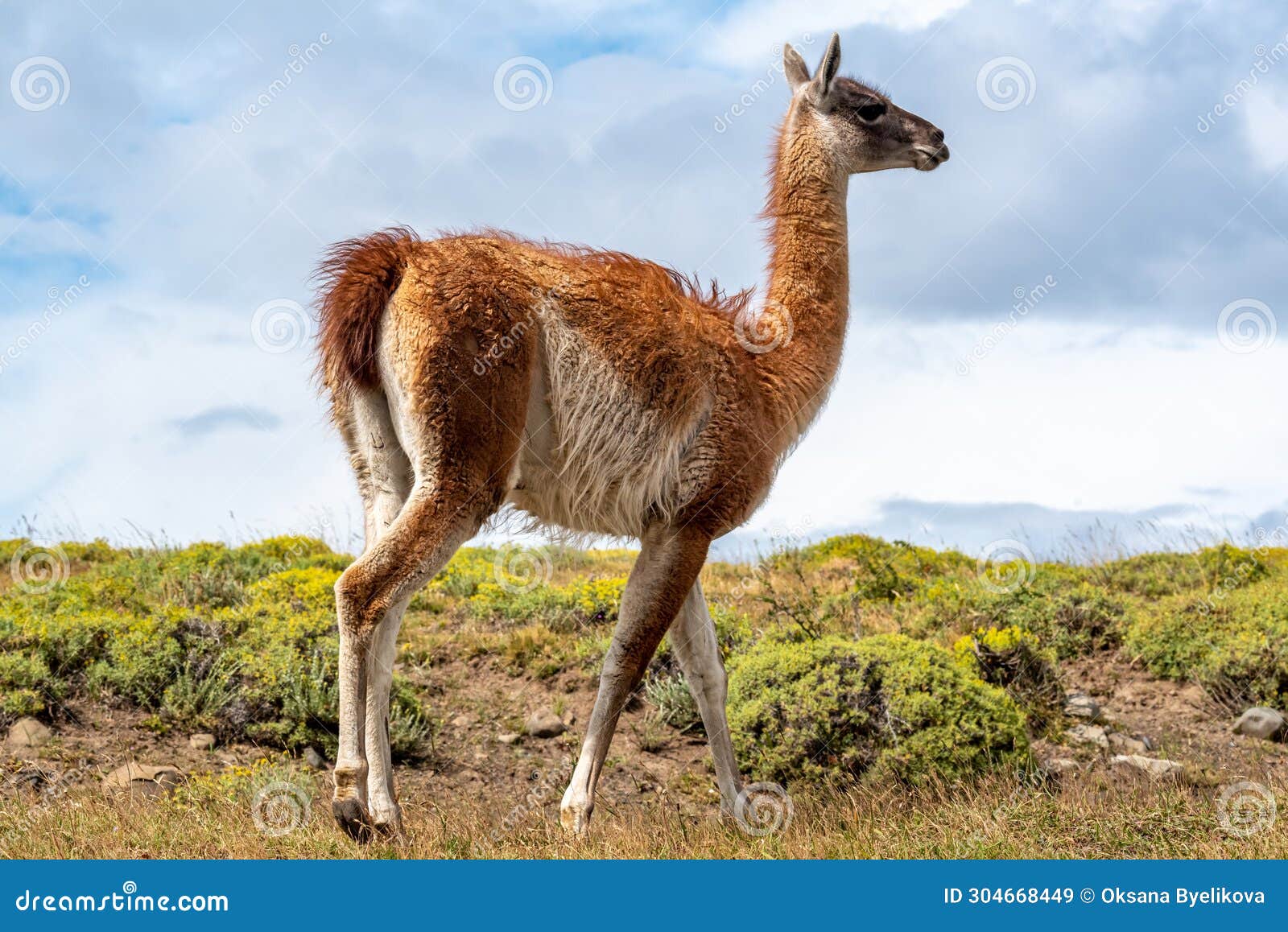 Guanaco in the Torres Del Paine National Park. Patagonia, Chile Stock ...