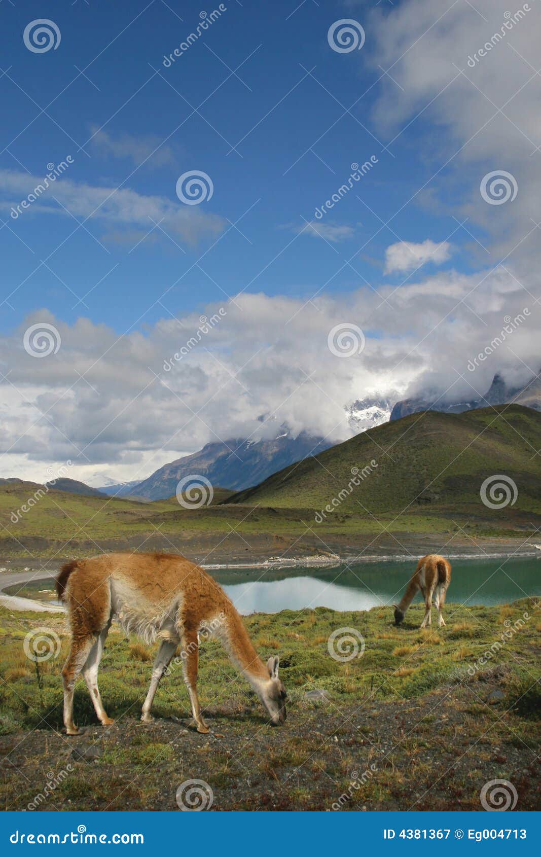 guanacos in national park torres del paine