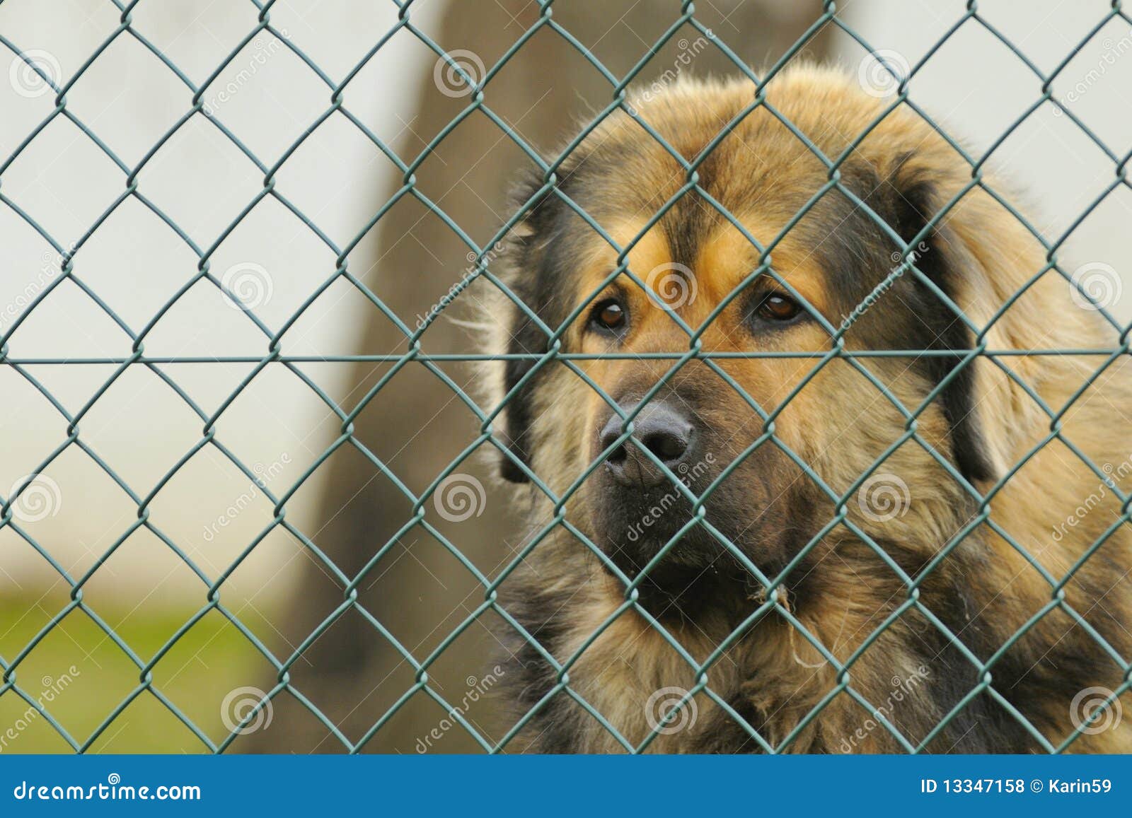 Guard dog stock photo. Image of protect, fence, watchdog 13347158