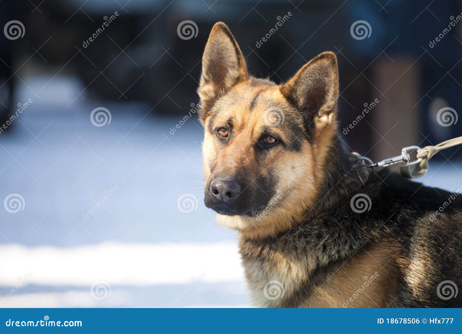 Guard dog stock photo. Image of leash, urban, caucasian 18678506