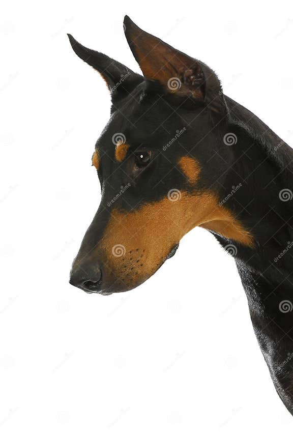 Guard dog stock photo. Image of power, security, closeup 27711892