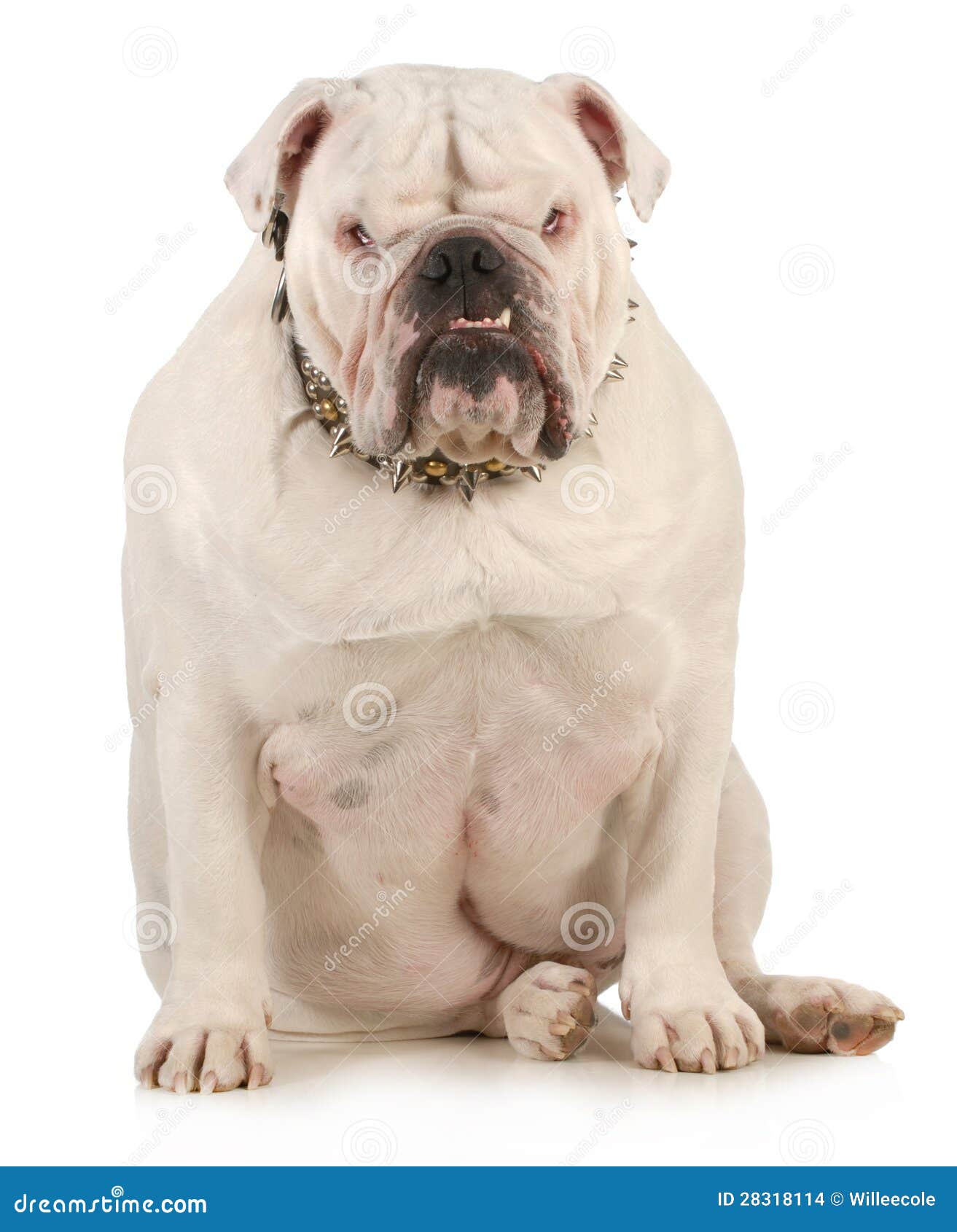 Guard dog stock photo. Image of front, puppy, purebred 28318114