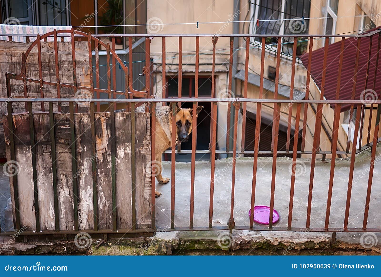 Guard dog on the balcony stock image. Image of loneliness 102950639