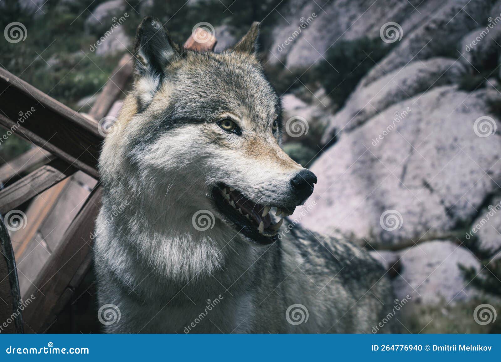 Portrait of a furious gray wolf. Angry wolf roaring isolated on