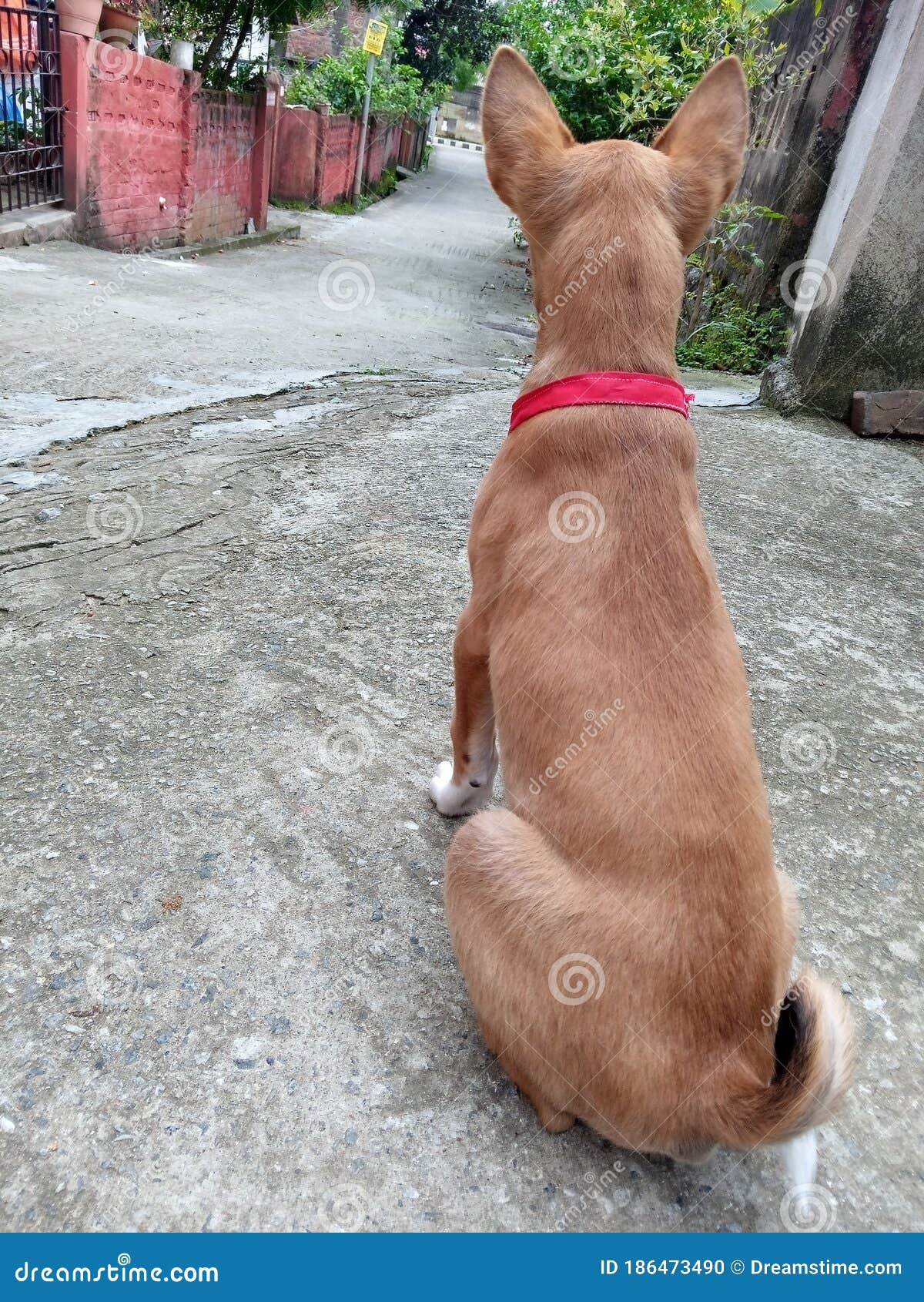 Guard dog stock photo. Image of puppy, animal, nose 186473490