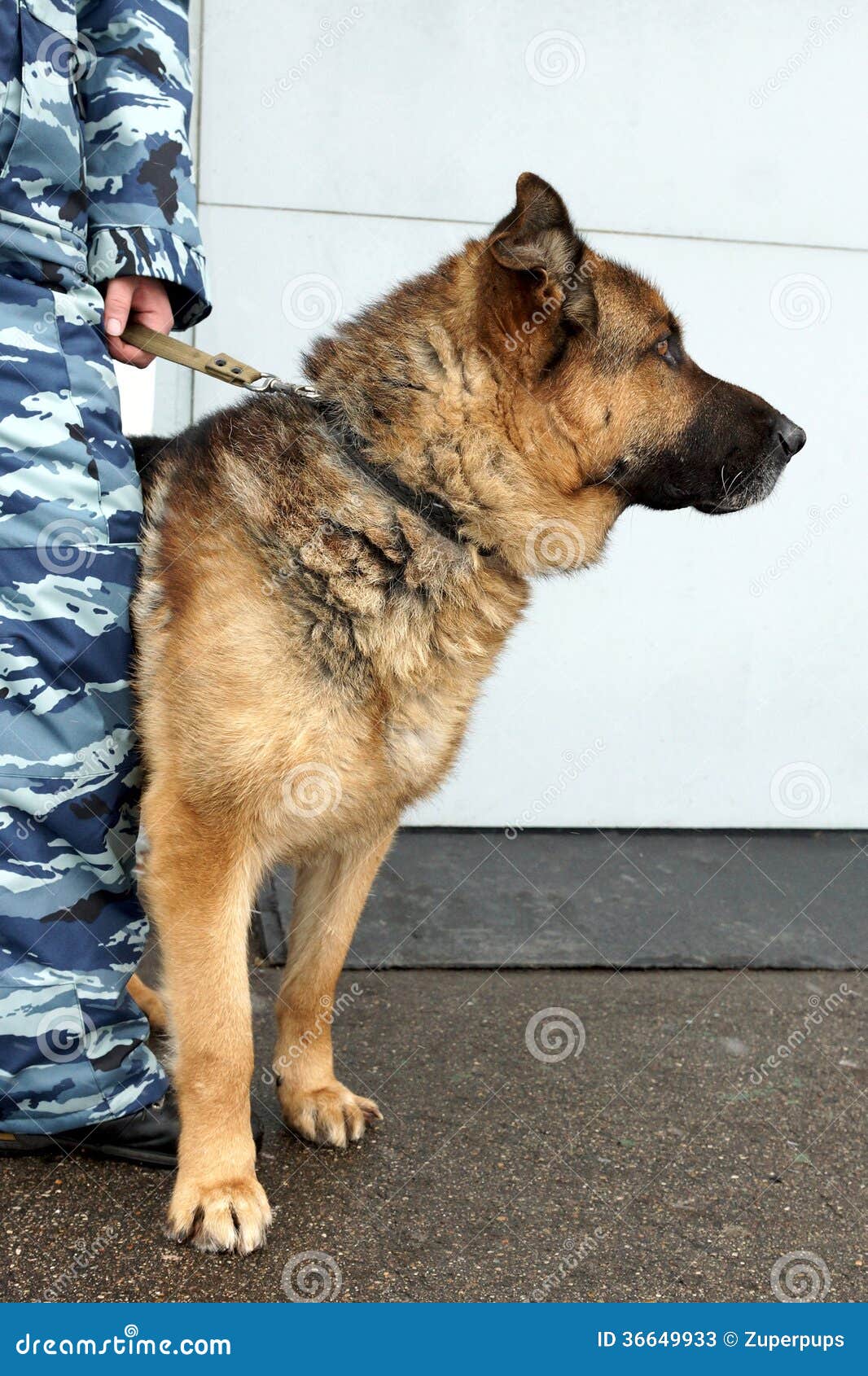 Guard dog stock image. Image of protection, military 36649933