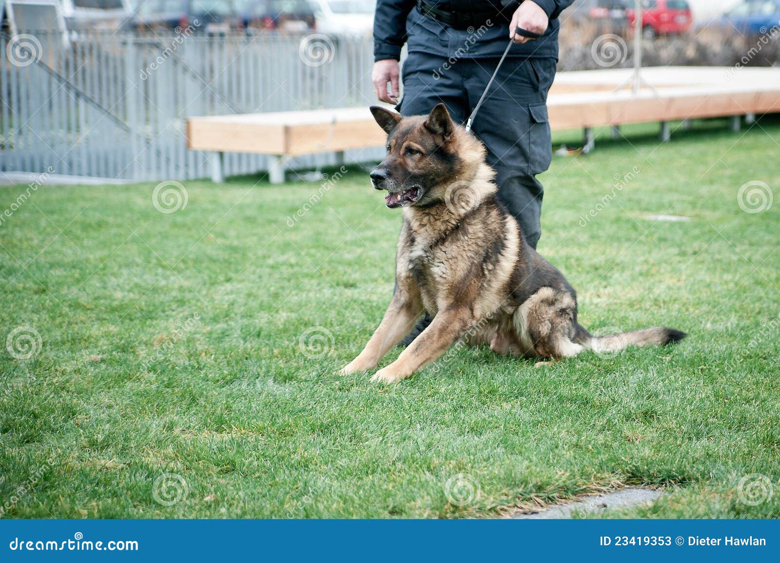 Guard dog on leash stock image. Image of shepherd, horizontal 23419353