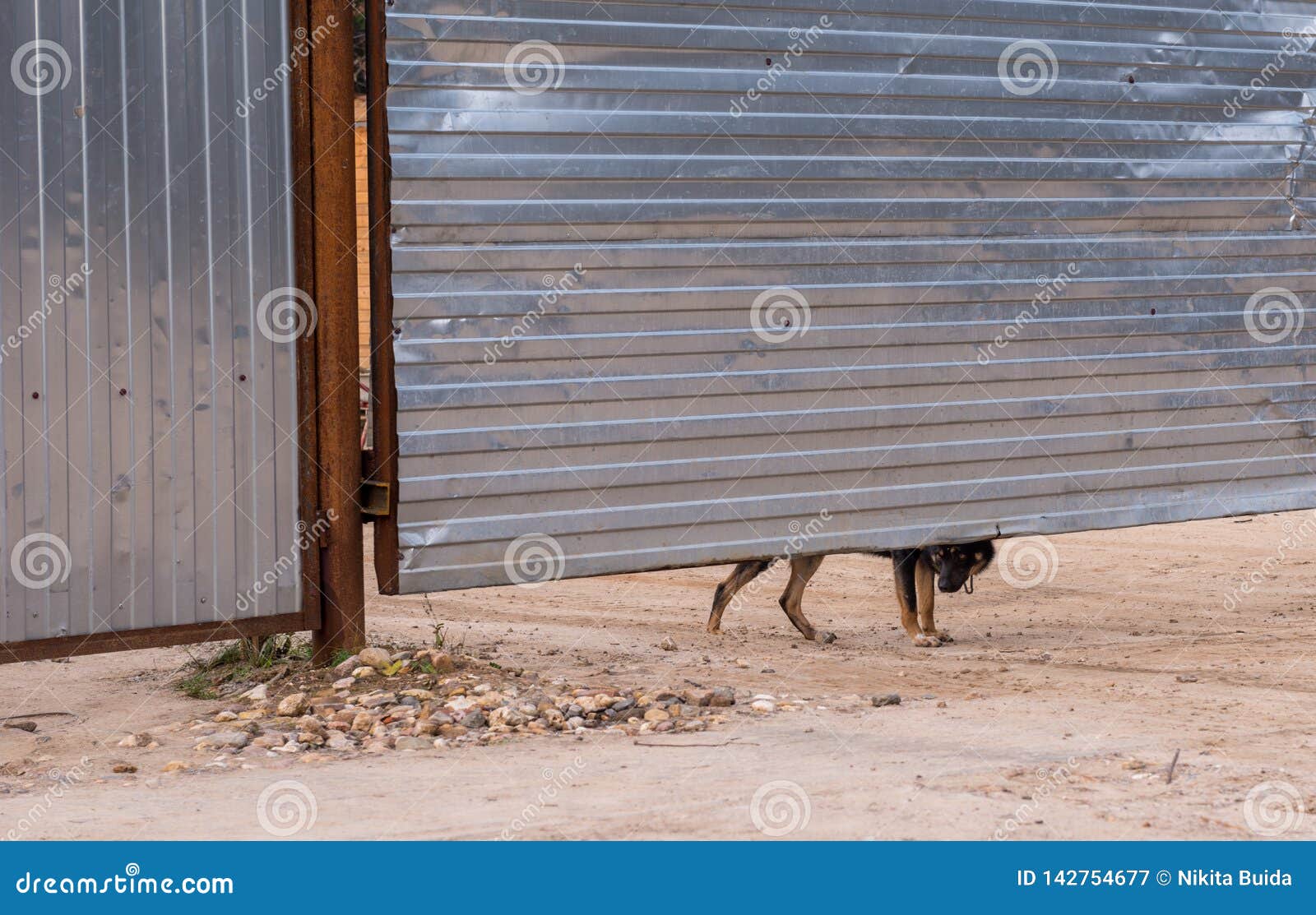 Guard Dog Looking Out From Under The Fence Stock Image Image Of Adorable Culture