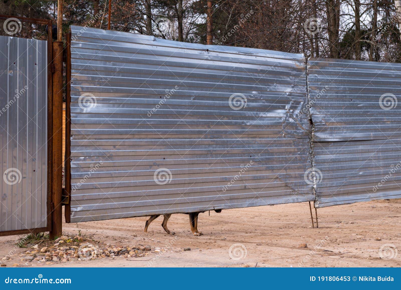 Guard Dog Looking Out From Under The Fence Stock Image Image Of Closeup Friend