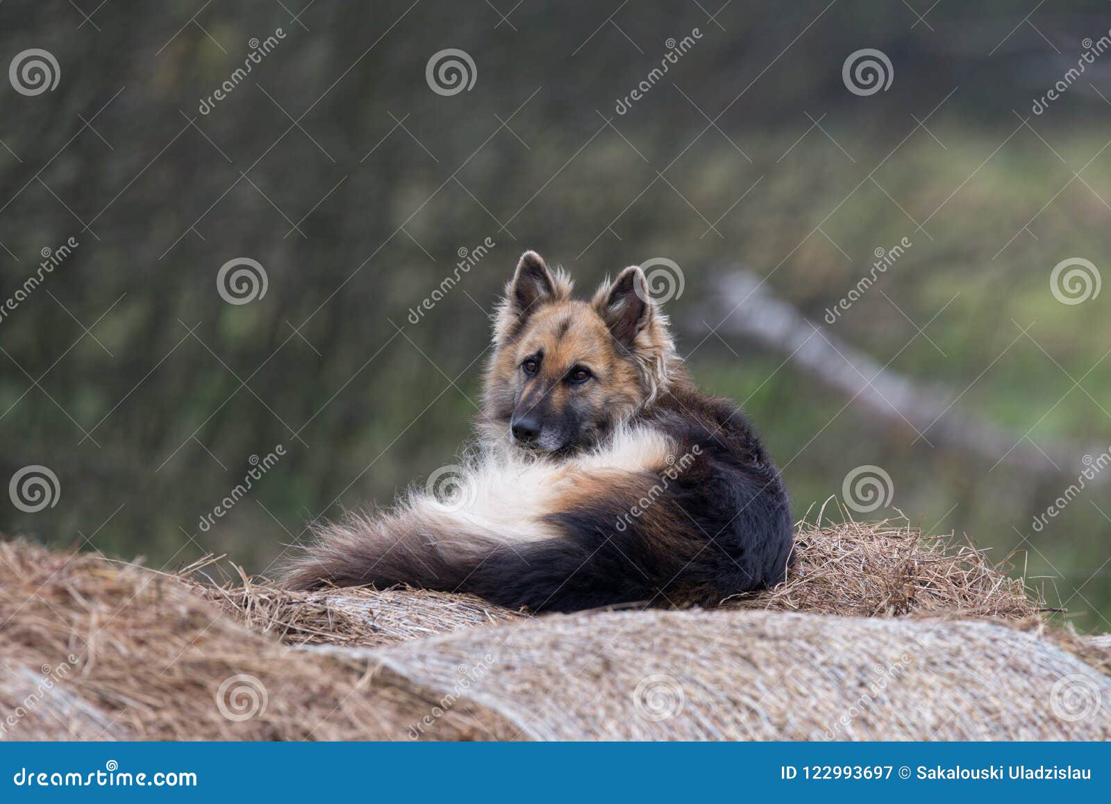 Guard Dog Lying on a Haystack in the Yard. Sheep Dog on the Hay. Dog in the Manger Stock Image