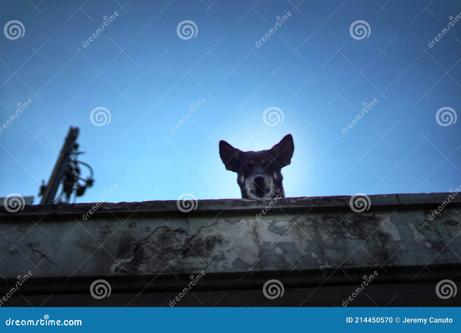 Guard Dog Overlooking Balcony Stock Photo Image of wall, light 214450570