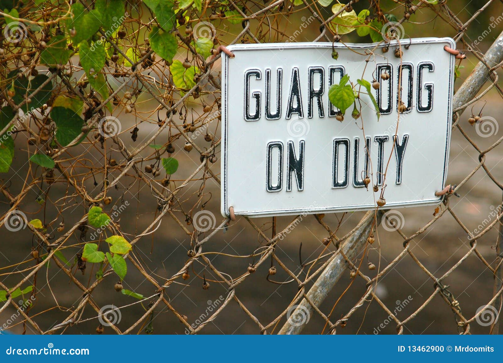 Guard Dog Sign stock photo. Image of posted, domestic 13462900