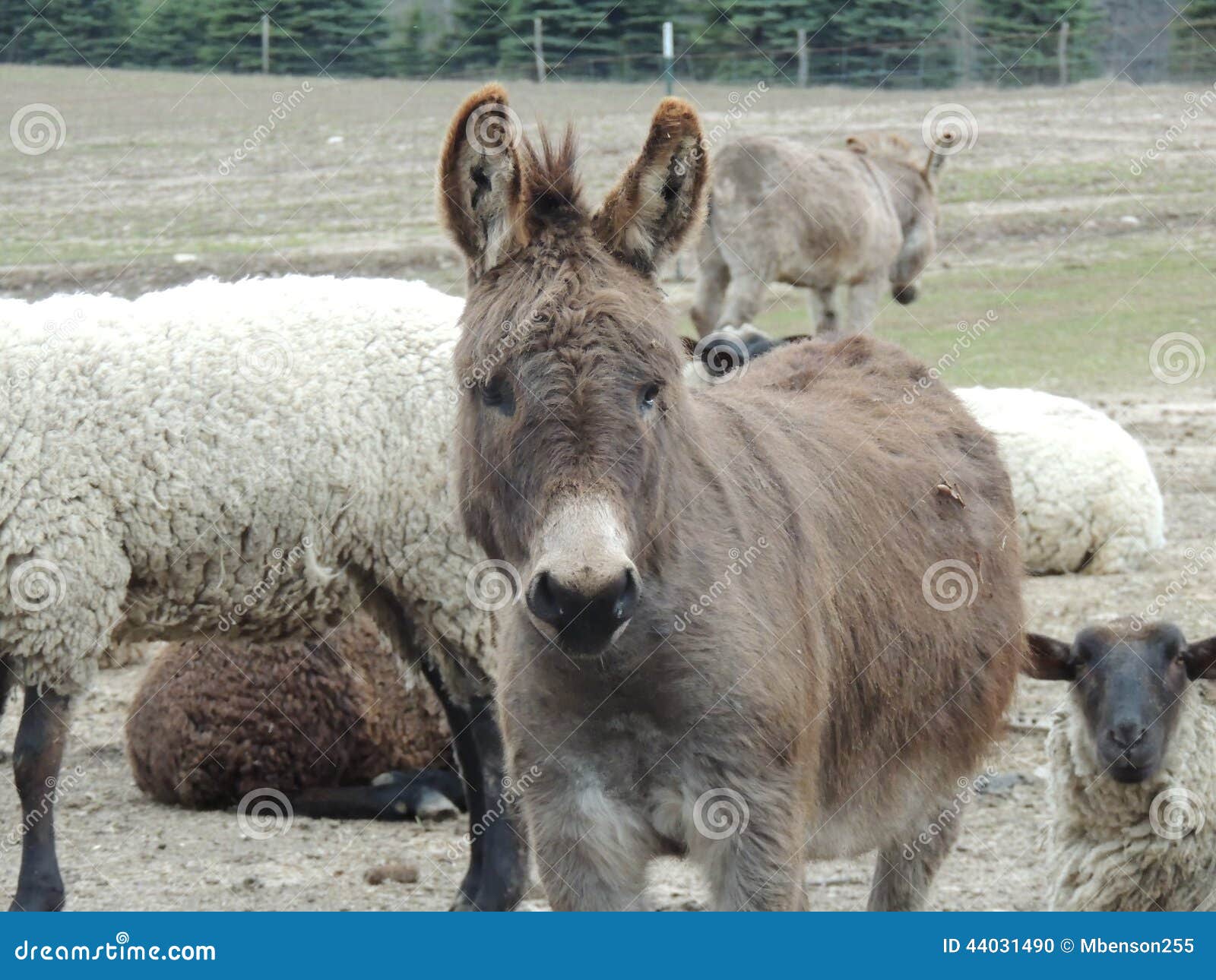Guard Donkey stock photo. Image of western, lamb, ranching 44031490