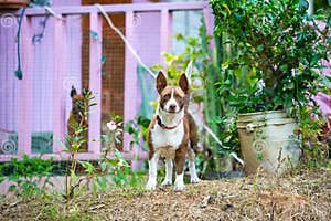 Guardian Dog Protecting Home On Standby Alert Stock Photo Image Of 