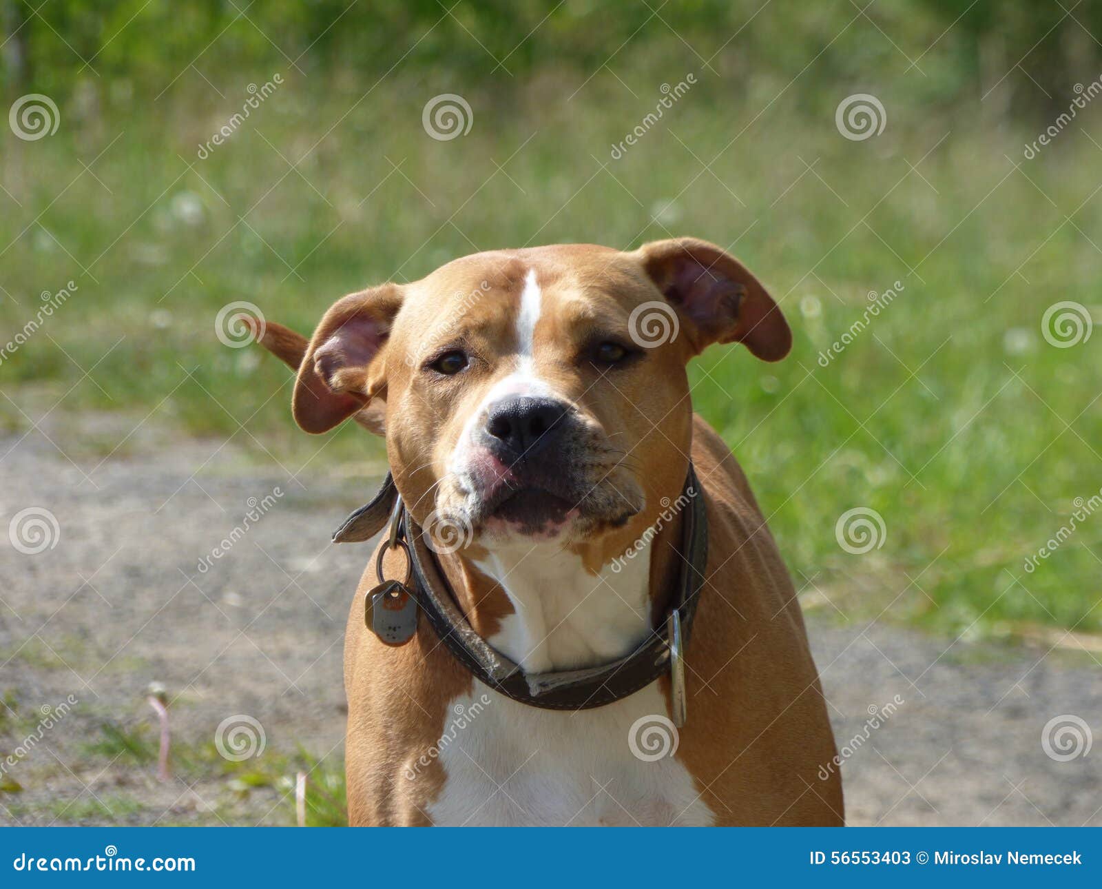 Guarding pit bull dog stock image. Image of golden, american 56553403