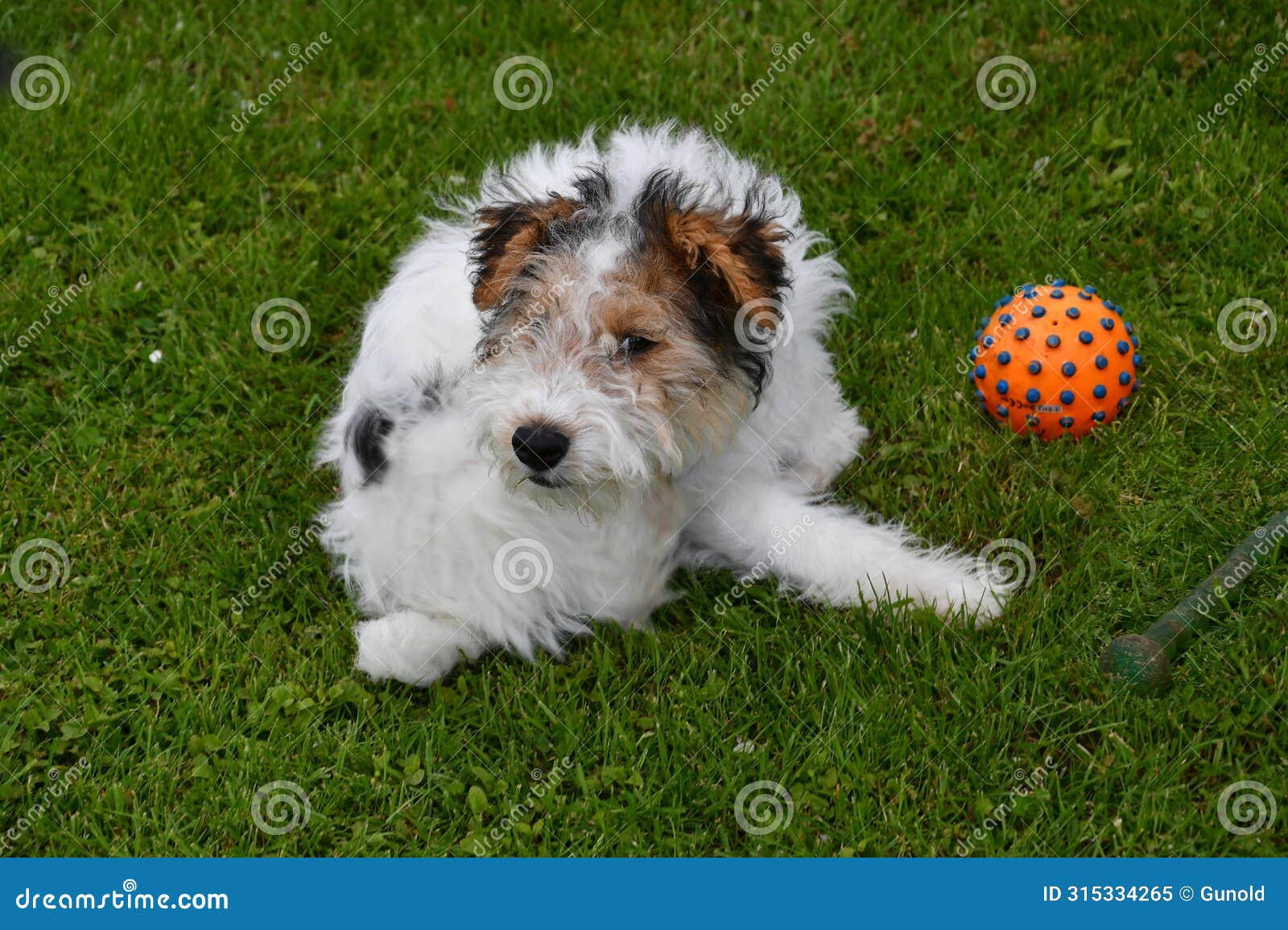 young fox terrier plays with his toy in the meadow
