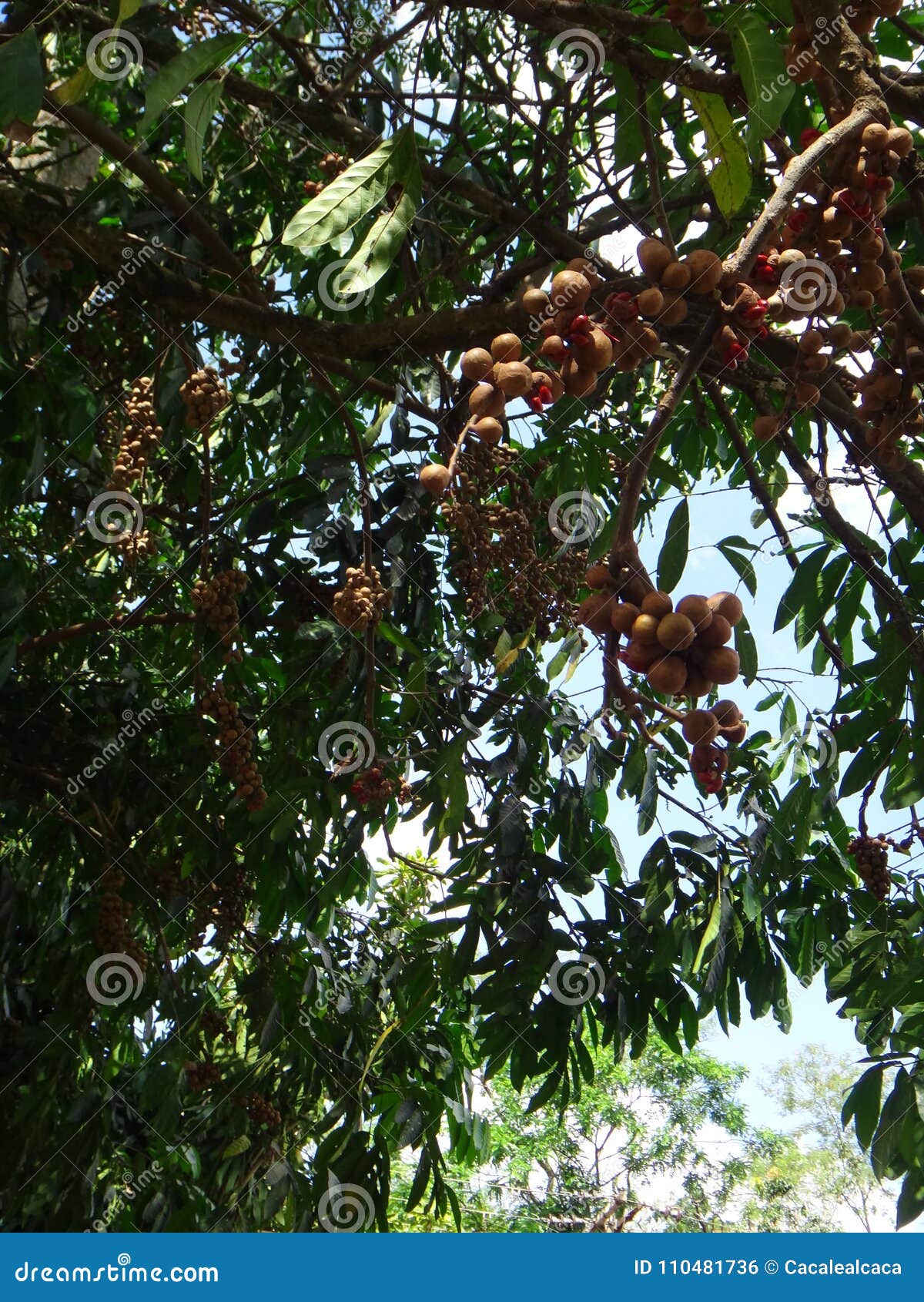 american muskwood branches with capsules and seeds